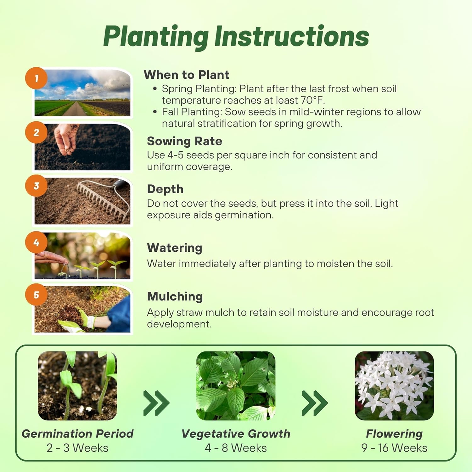 Pentas White Flower Seed Planting Directions