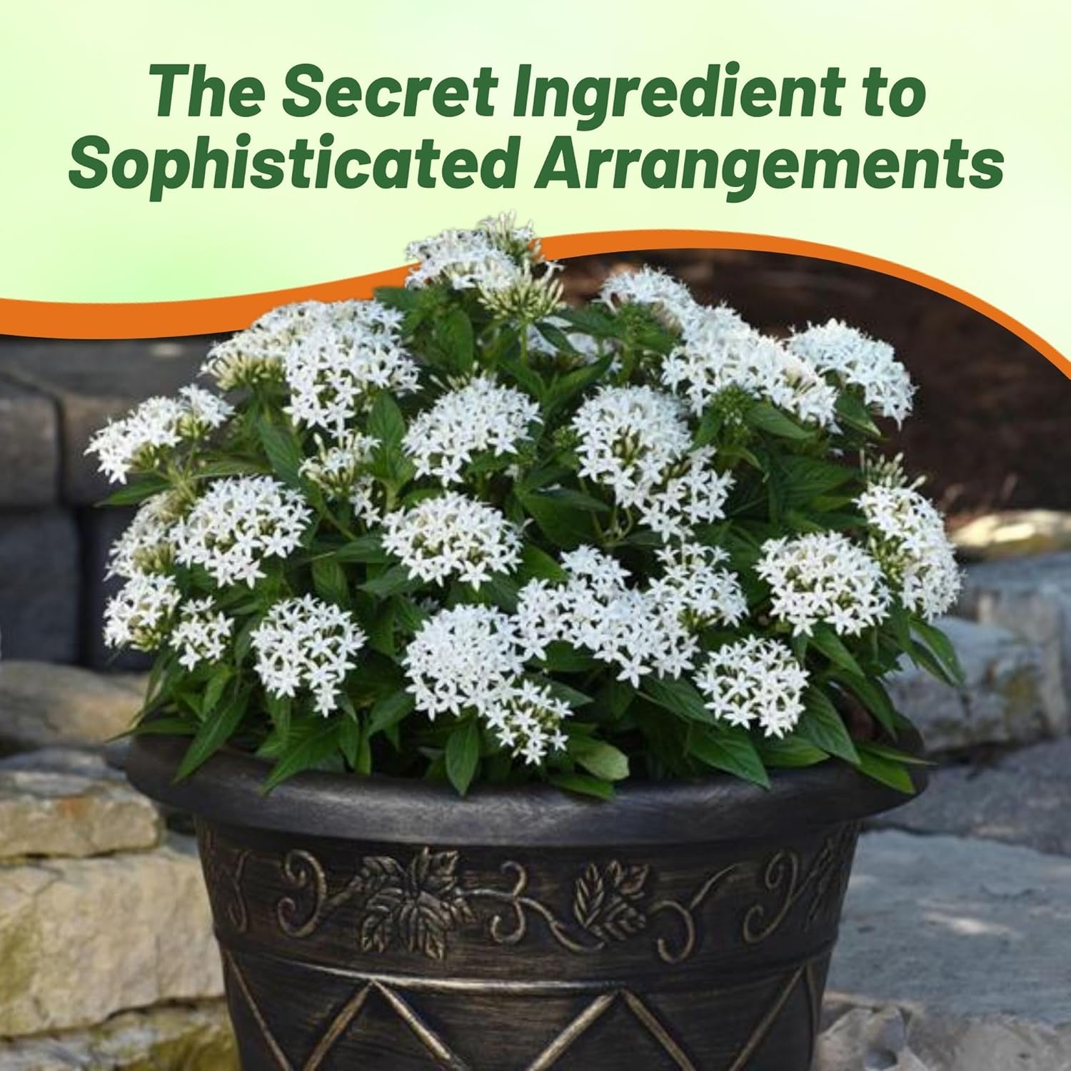 Pentas White Flower Container Plant
