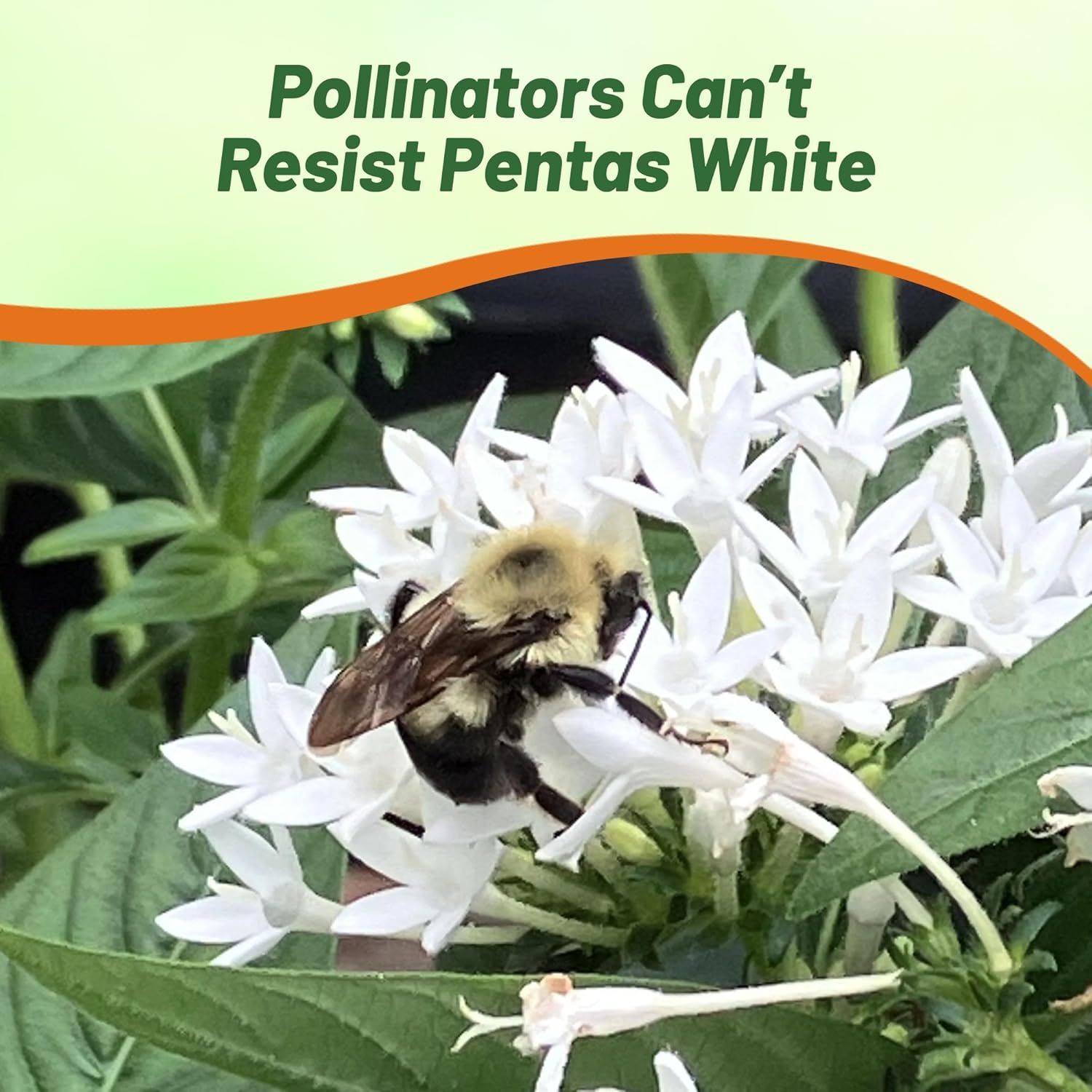 Pentas Graffitti White Pollinating Flowers