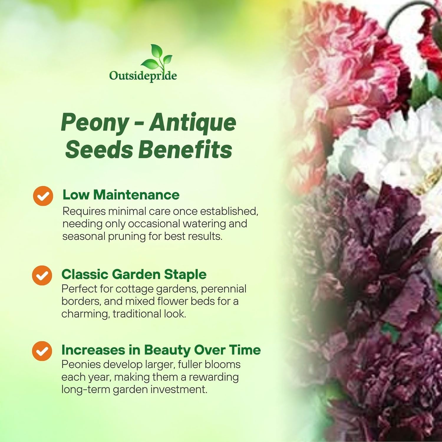 Peony Poppy Antique Shades Flowers