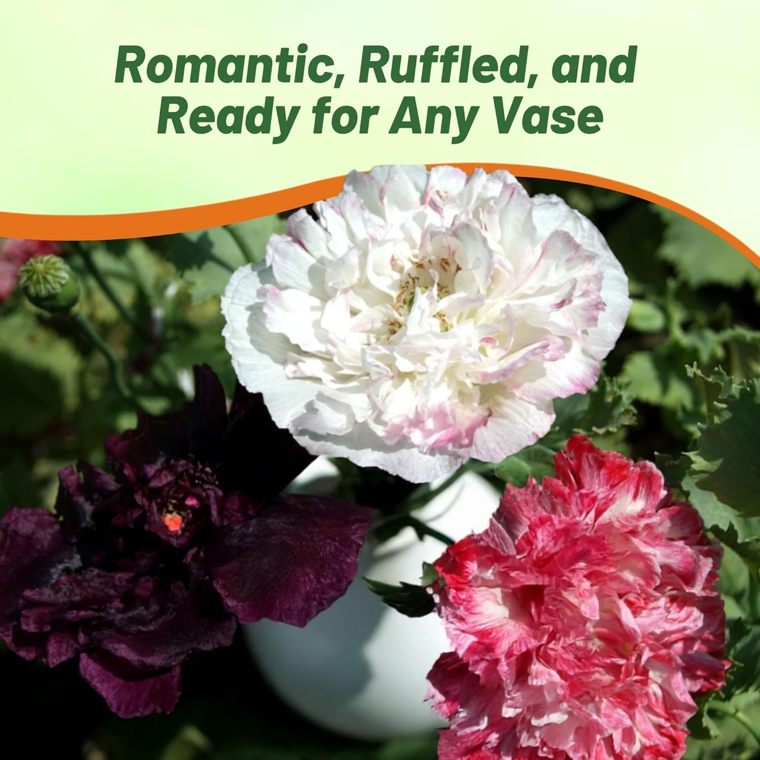 Peony Cut Flowers Seeds Antique Shades