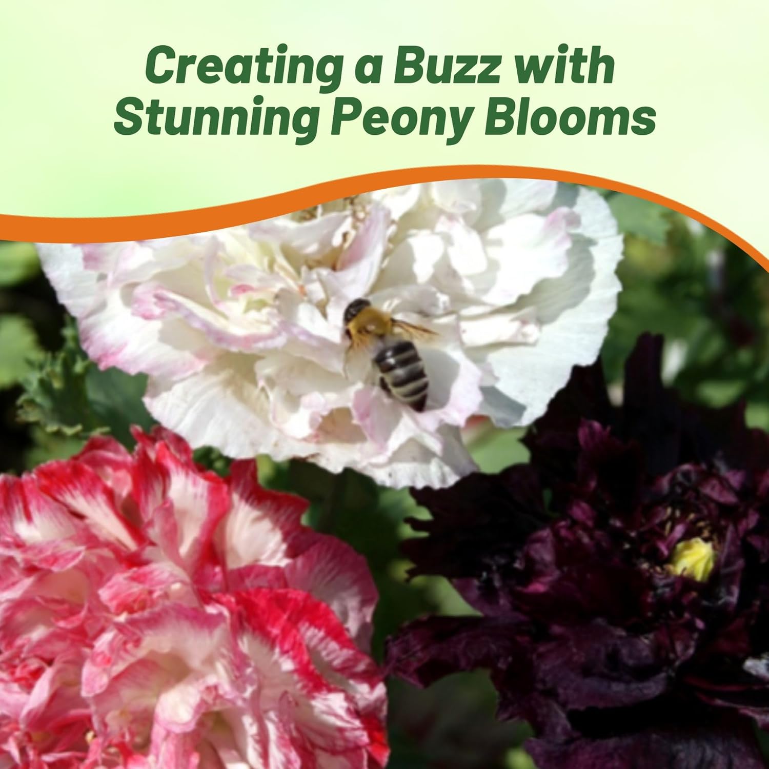 Peony Flowers Seeds Antique Shades with Butterfly