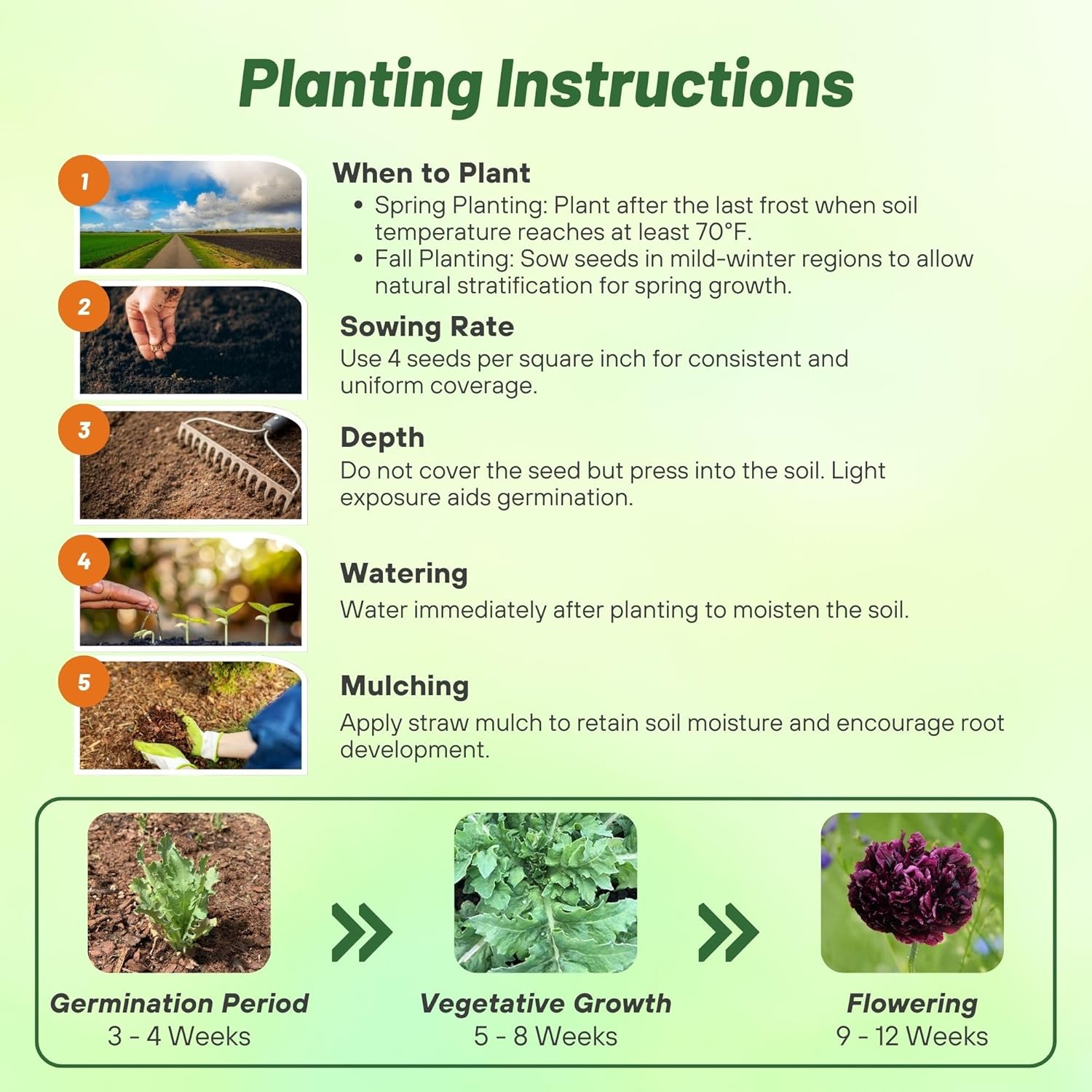 Peony Black Planting Directions