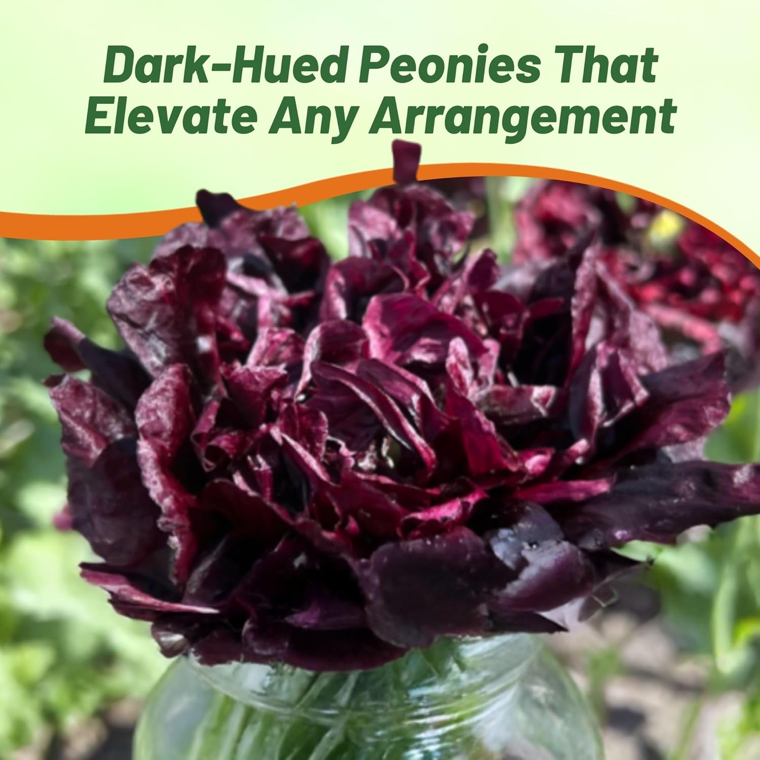 Papaver Poppy Black Flowers