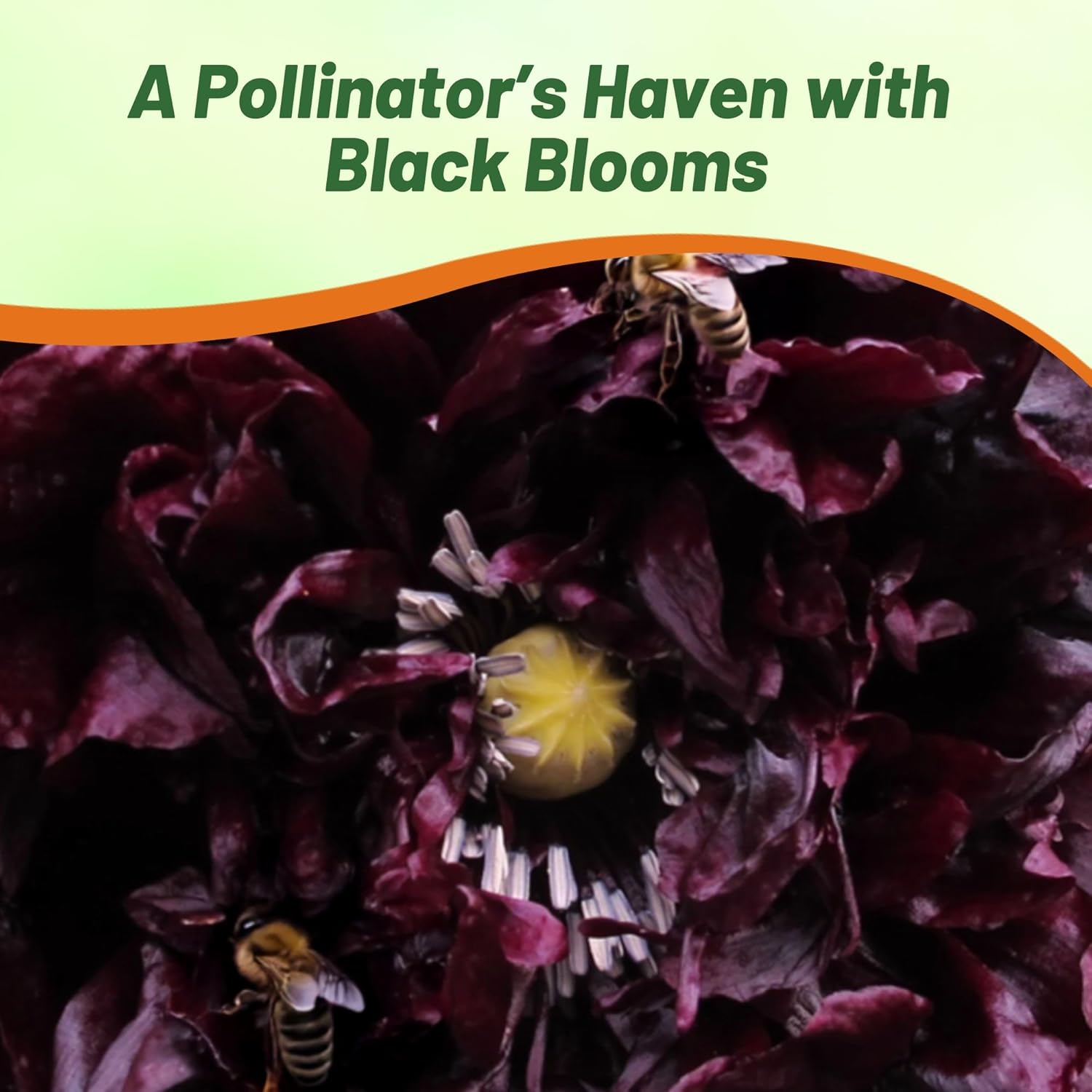 Peony Poppy Black Cut Flowers