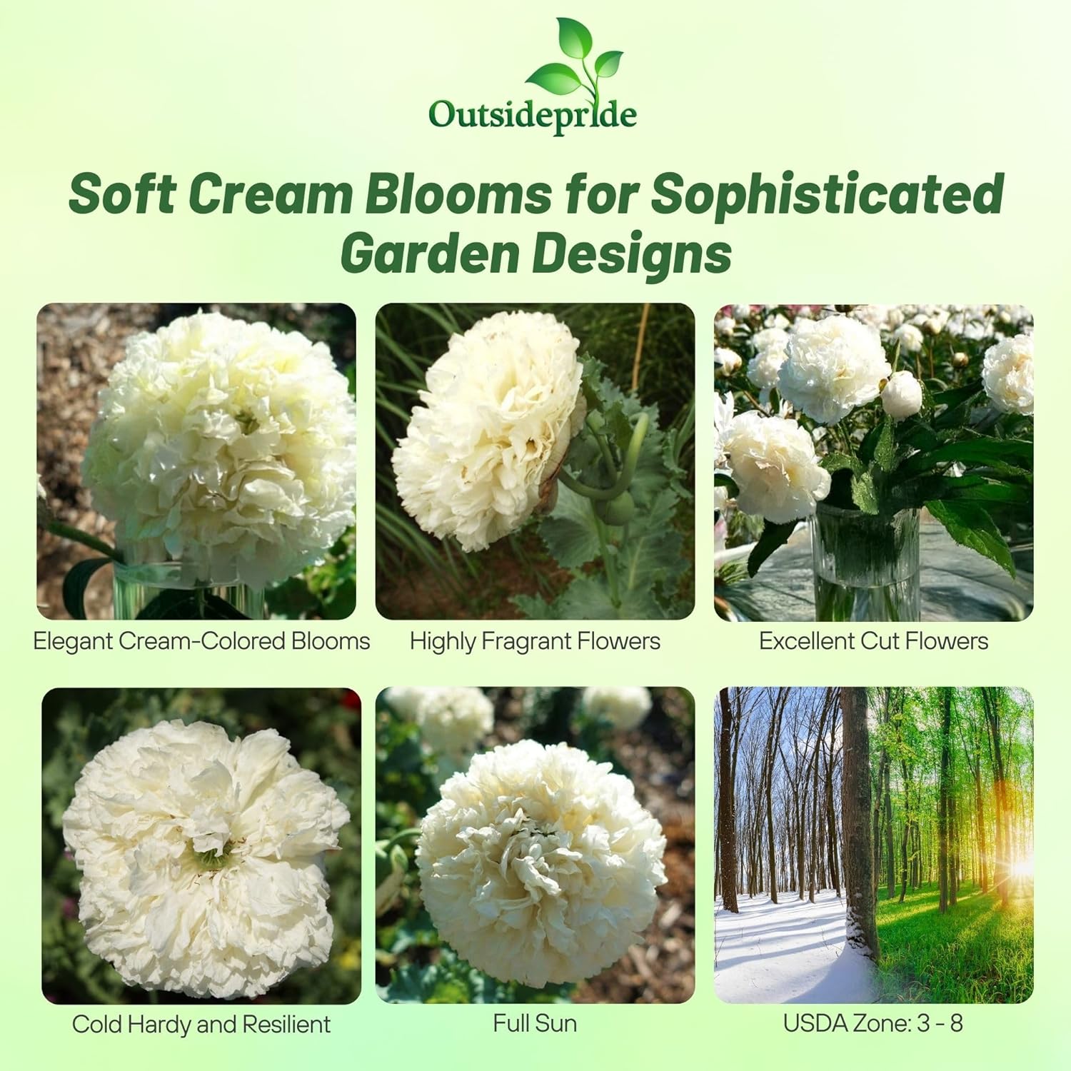 Papaver Cream Flowers