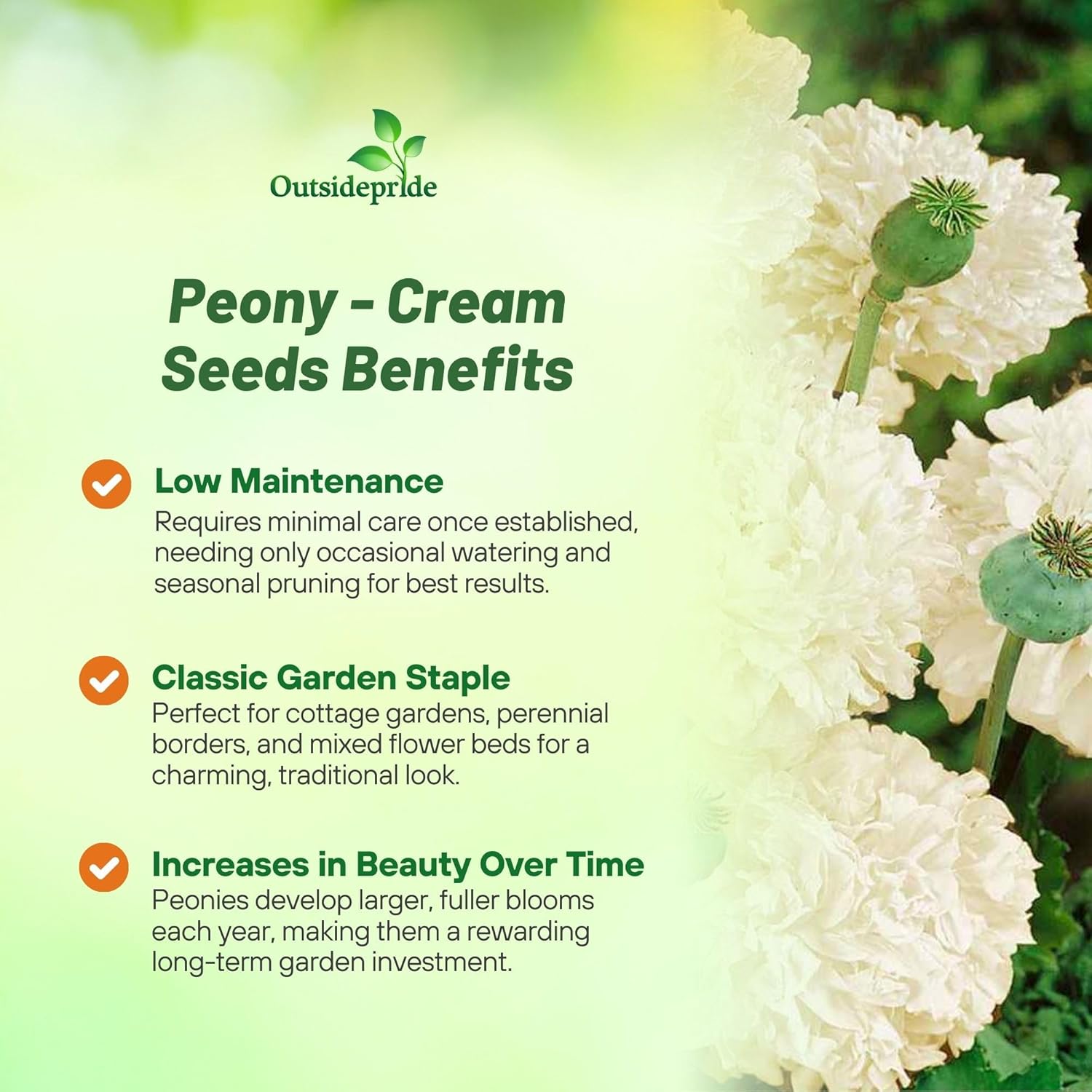 Papaver Poppy Cream Flowers