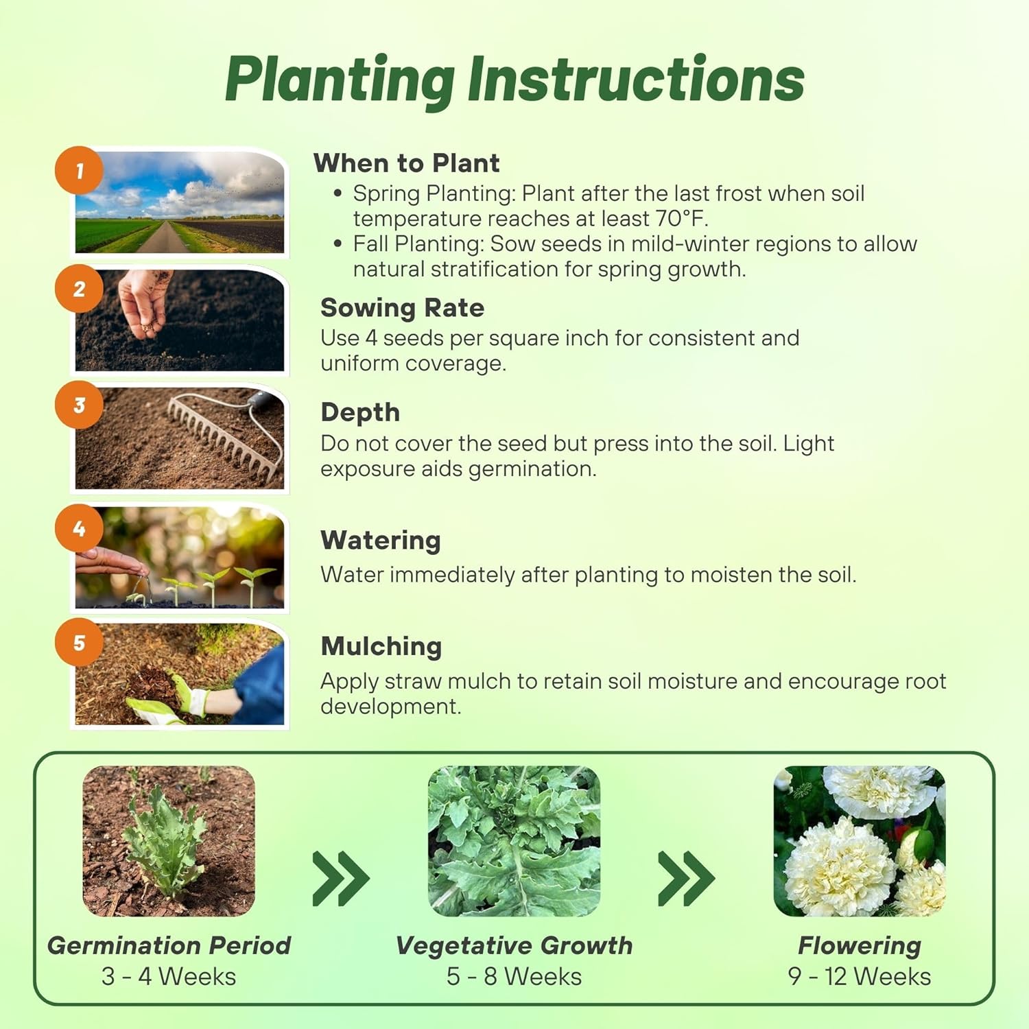 Peony Poppy Cream Flowers Planting Directions