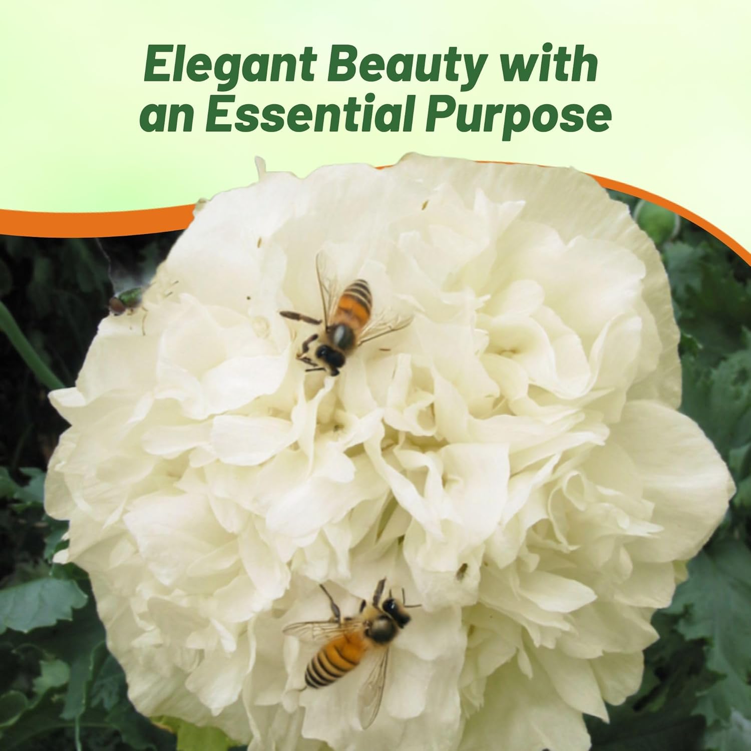 Papaver Peony Cream Flower Garden