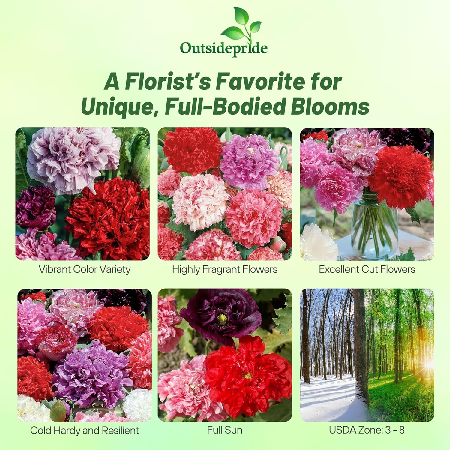 Papaver Paeoniflorum Double Flower Mix