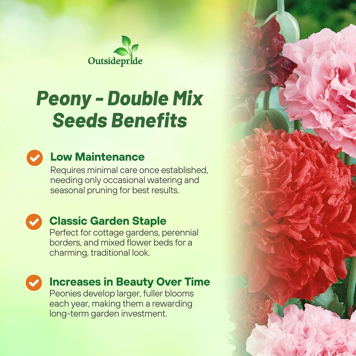 Peony Double Garden Flower Mix