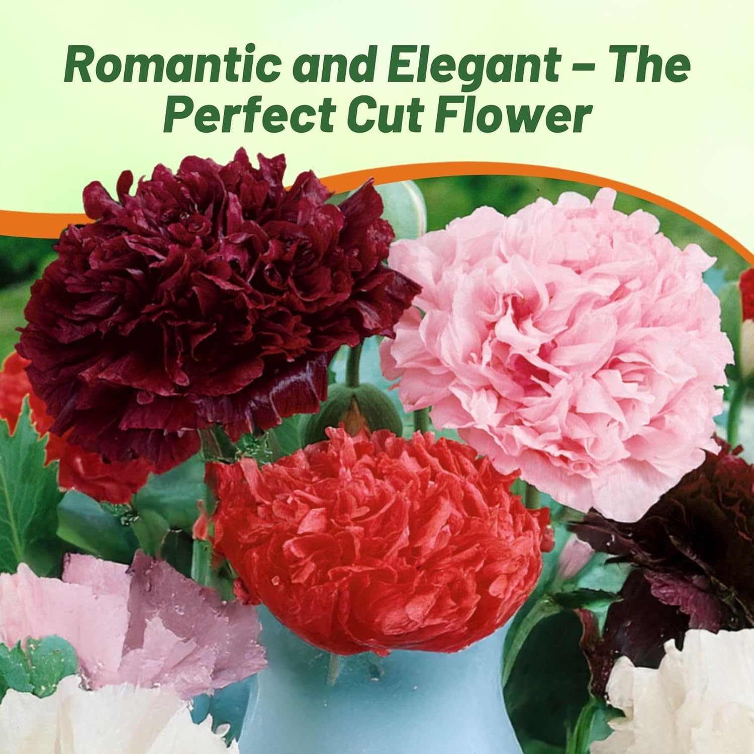 Peony Double Cut Flower Mix