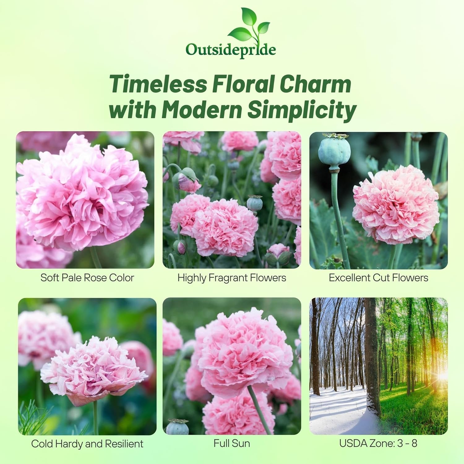 Peony Poppy Pale Rose Cut Flowers
