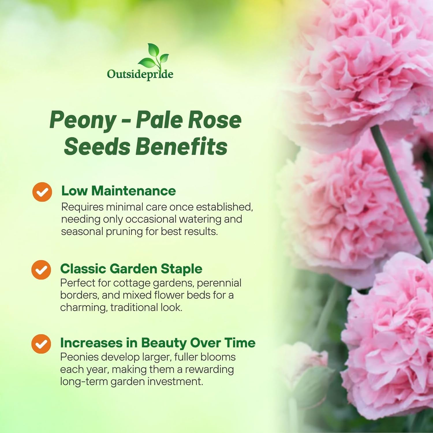 Papaver Paeoniflorum Pale Rose