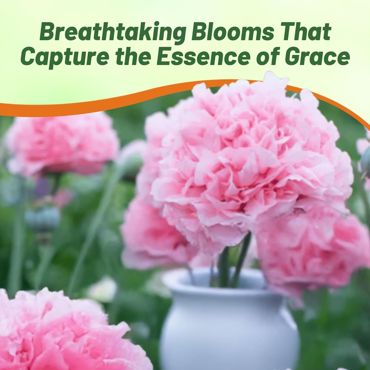 Peony Pale Rose Garden Flowers