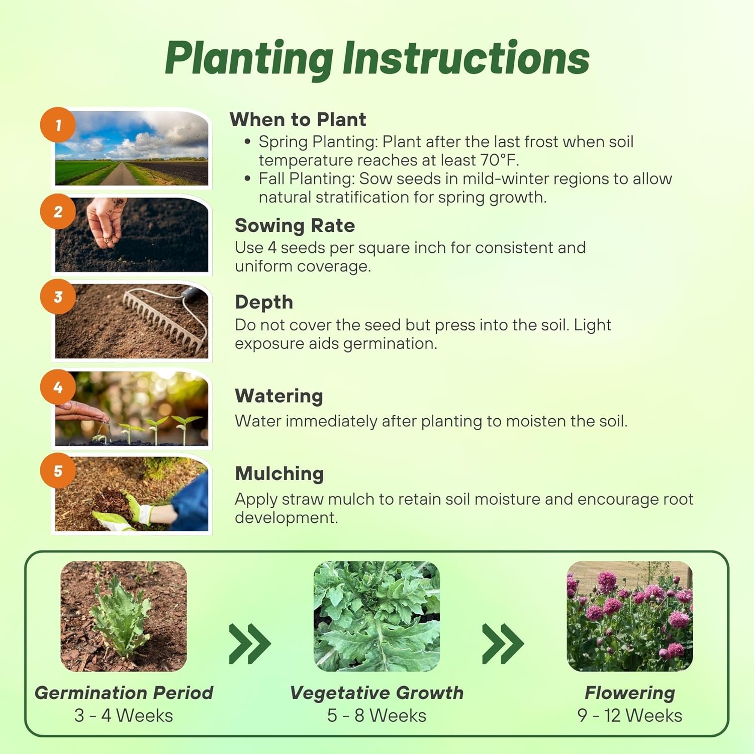 Peony Purple Planting Directions