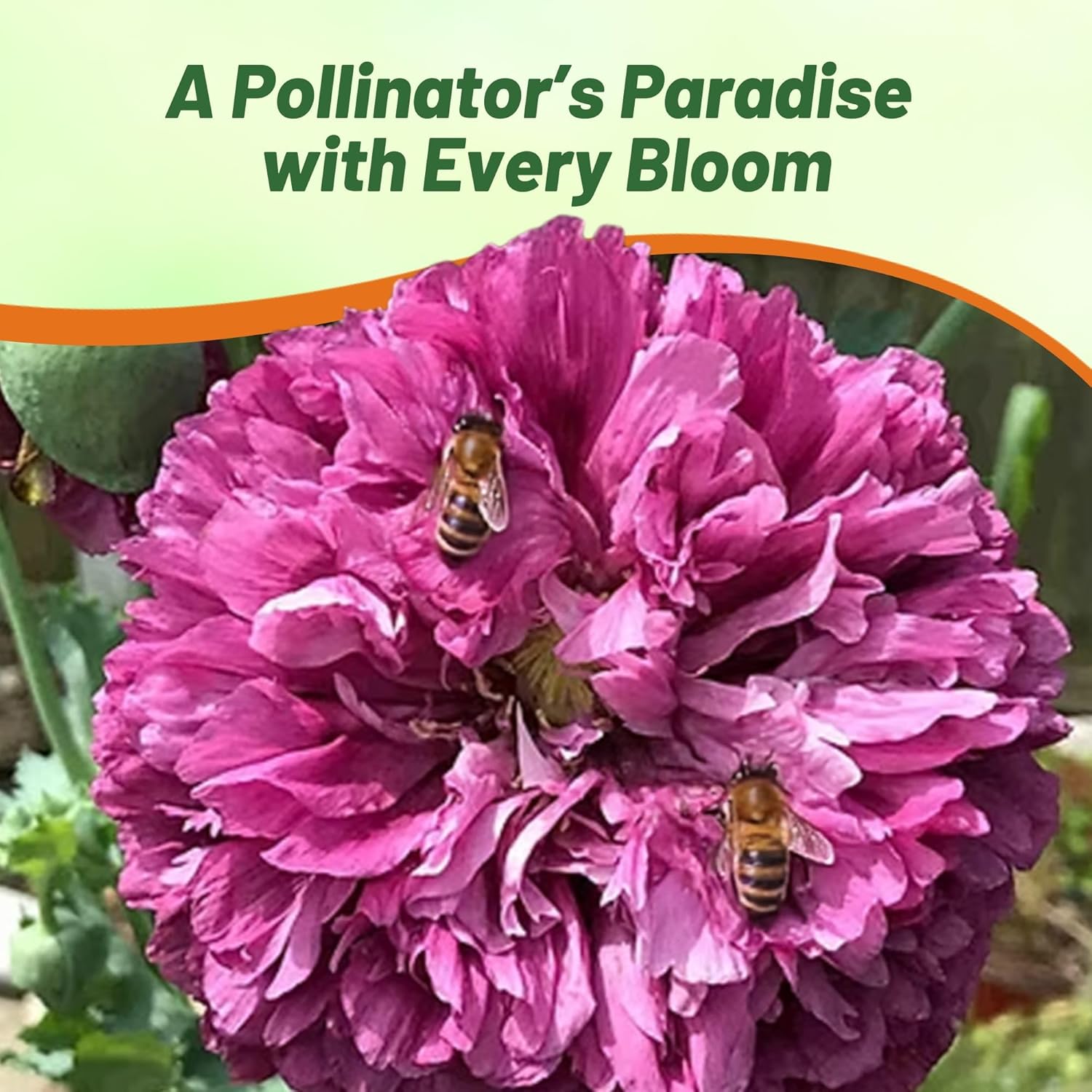 Peony Poppy Purple Pollinating Flowers