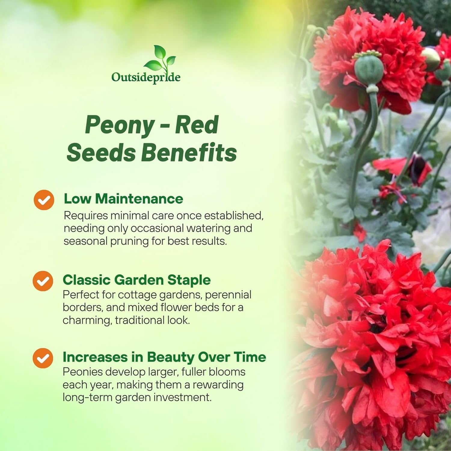 Papaver Peony Red Flower Seeds