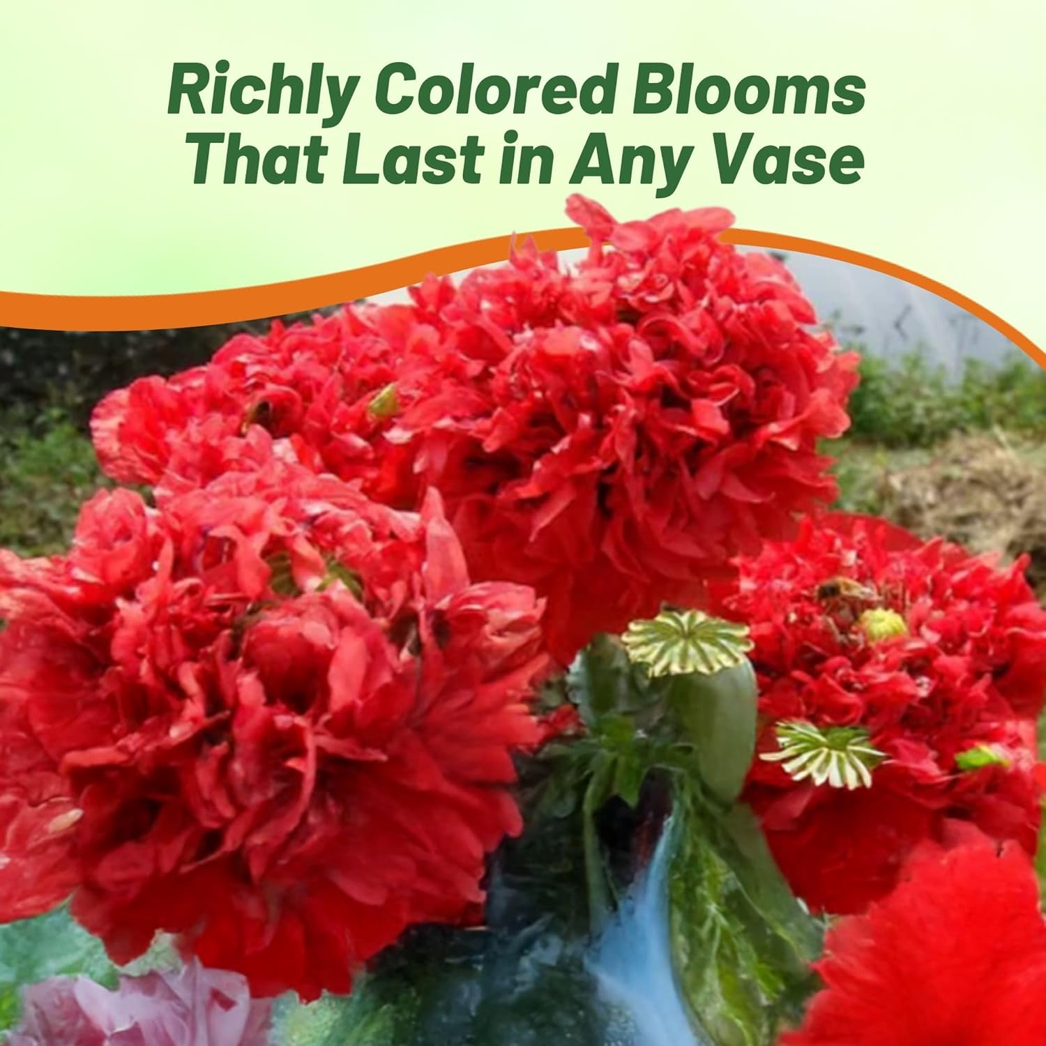 Peony Seeds Red Cut Flowers