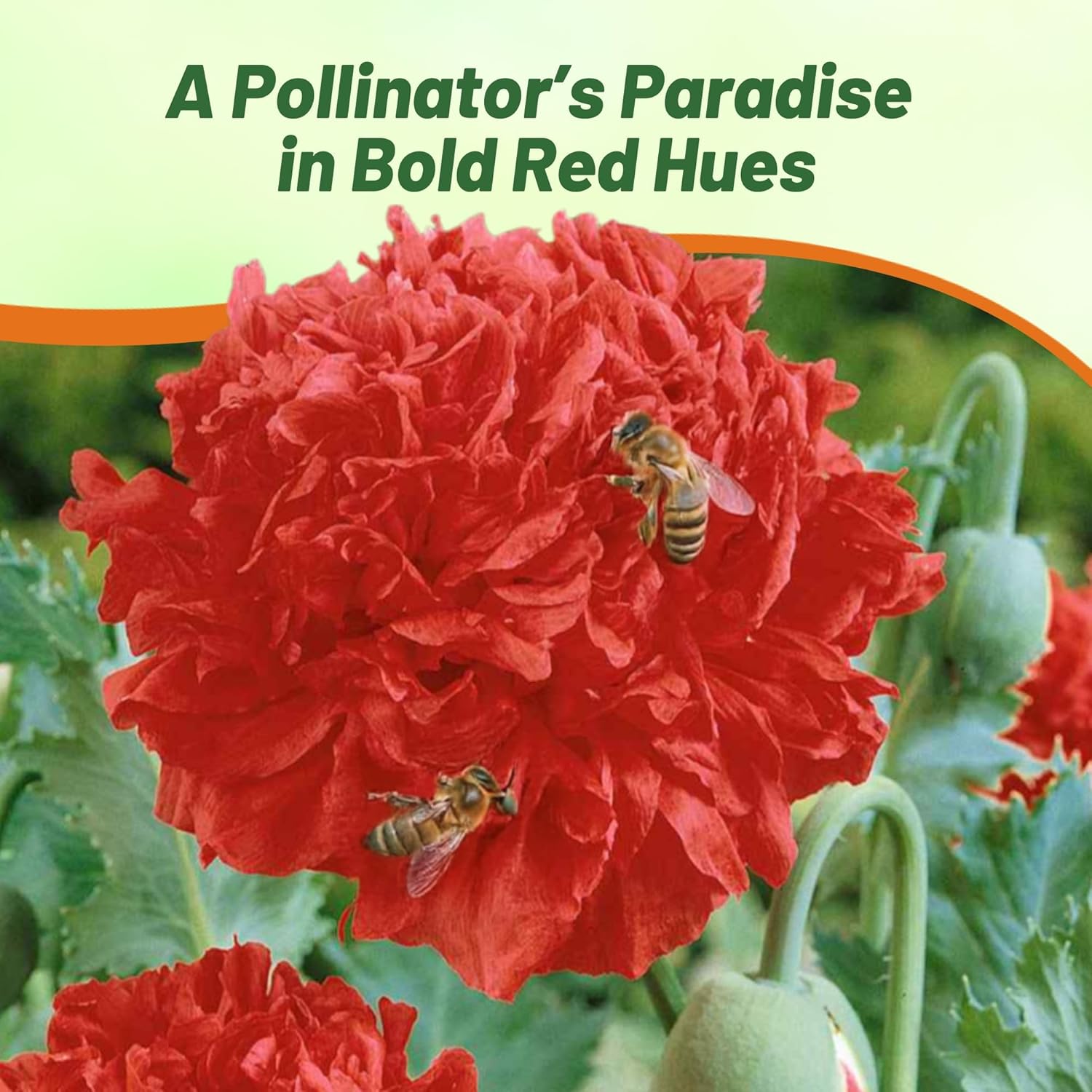 Peony Seeds Red Flowers Witih Bee