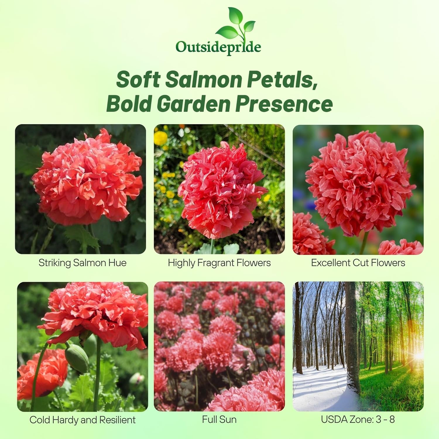 Papaver Paeoniflorum Salmon