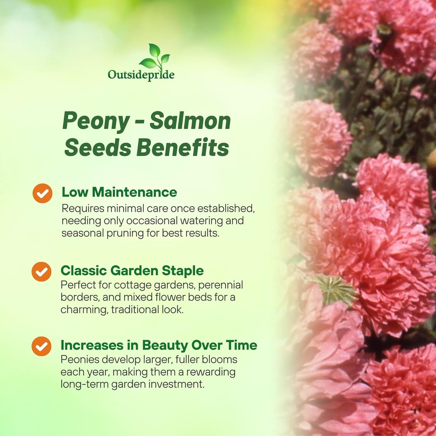 Peony Poppy Salmon Garden Flowers