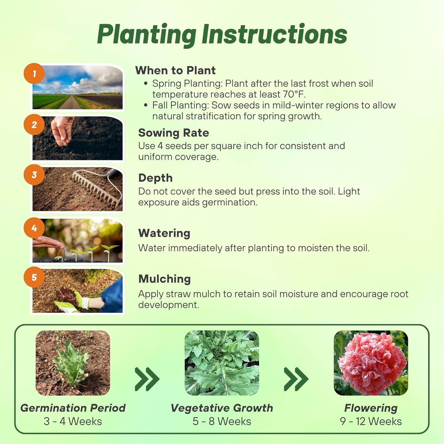 Papaver Salmon Poppy Planting Directions