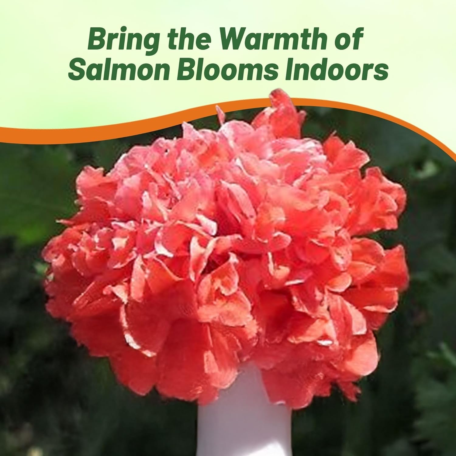 Papaver Peony Poppy Salmon Cut Flowers