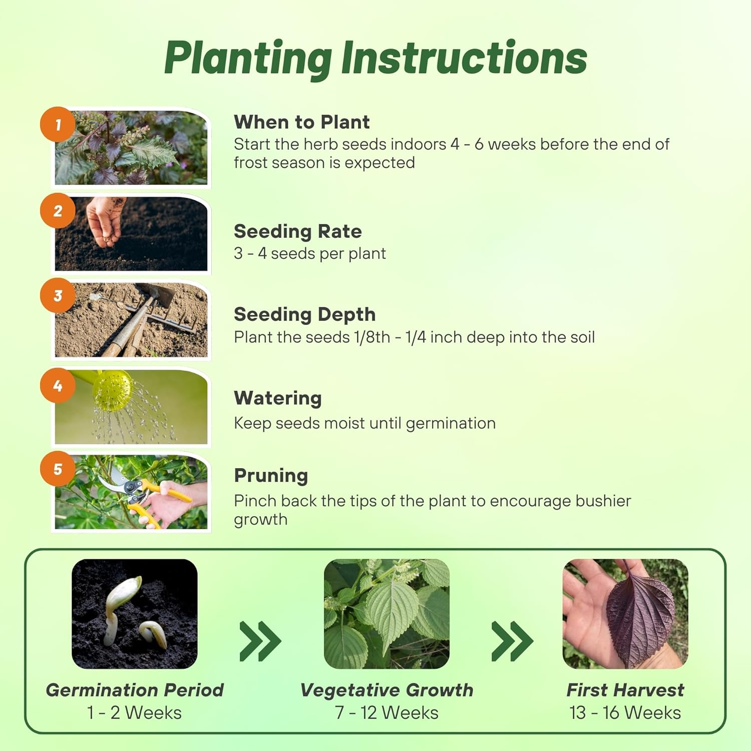 Beefsteak Plant Perilla Herb Seed Planting Directions