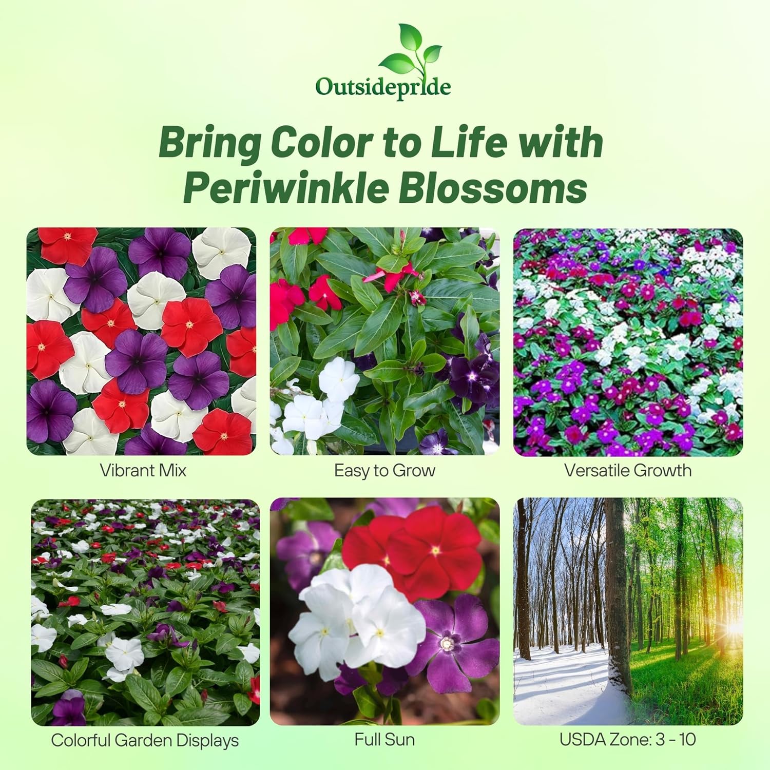 Periwinkle American Pie Ground Cover Mix