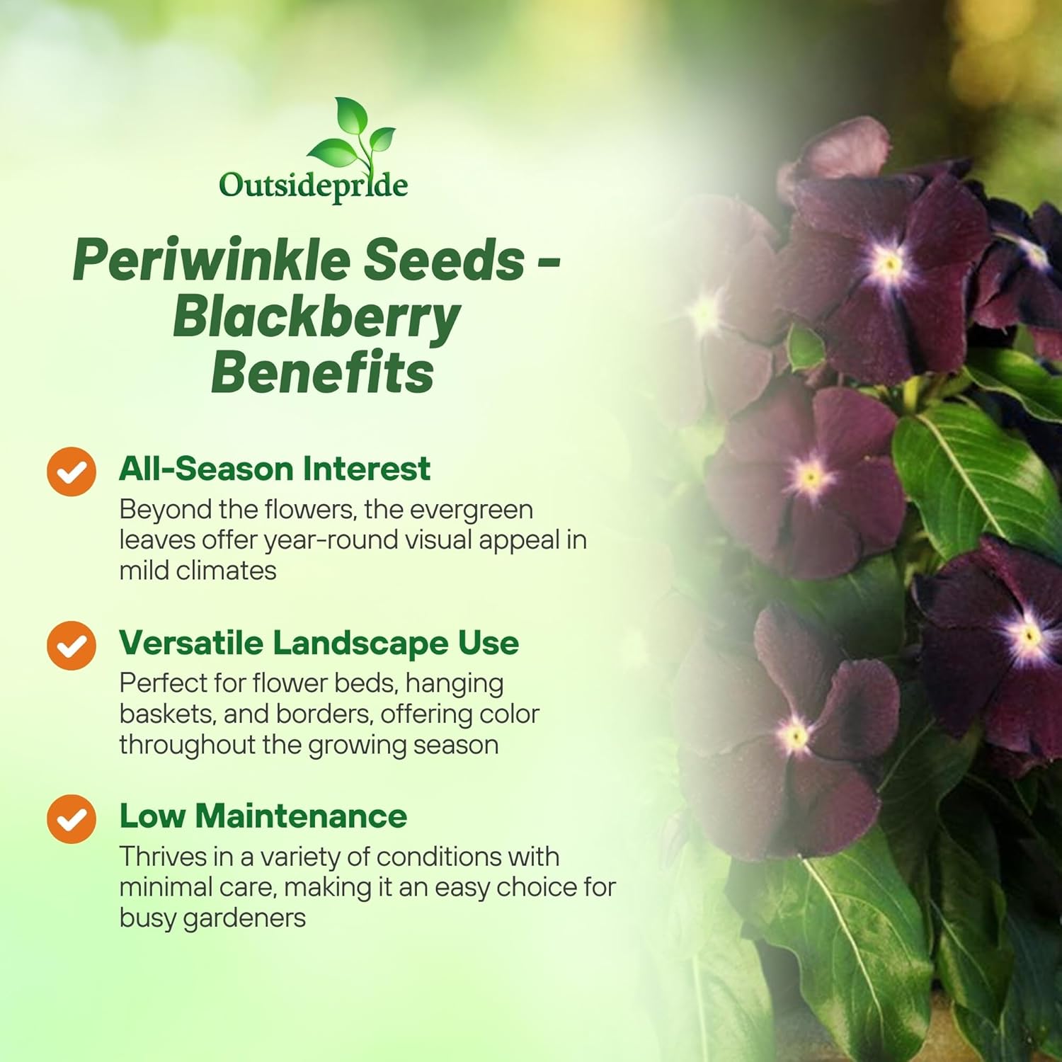 Periwinkle Blackberry Flowers