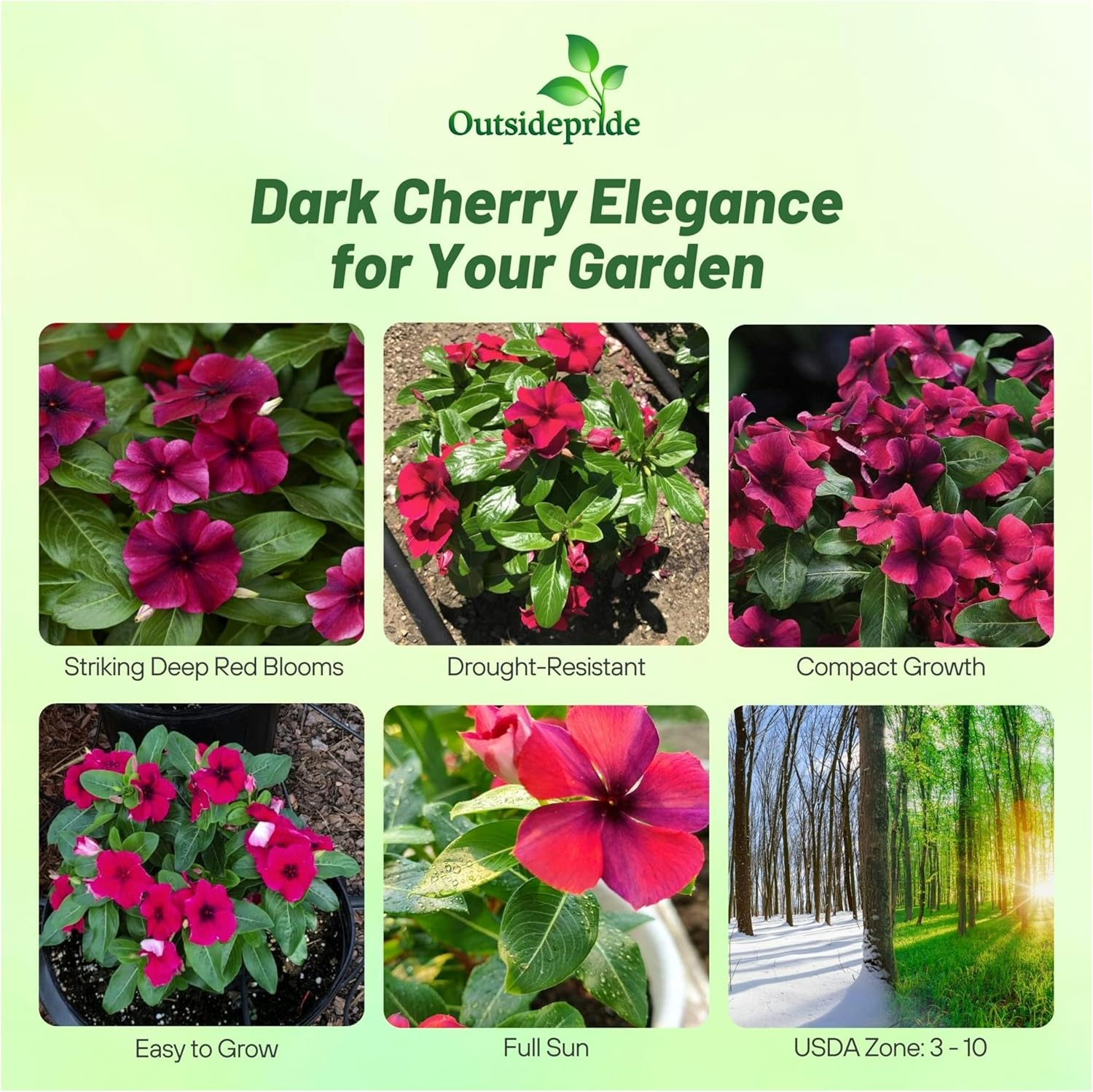 PeriwinkleBlack Cherry Ground Cover