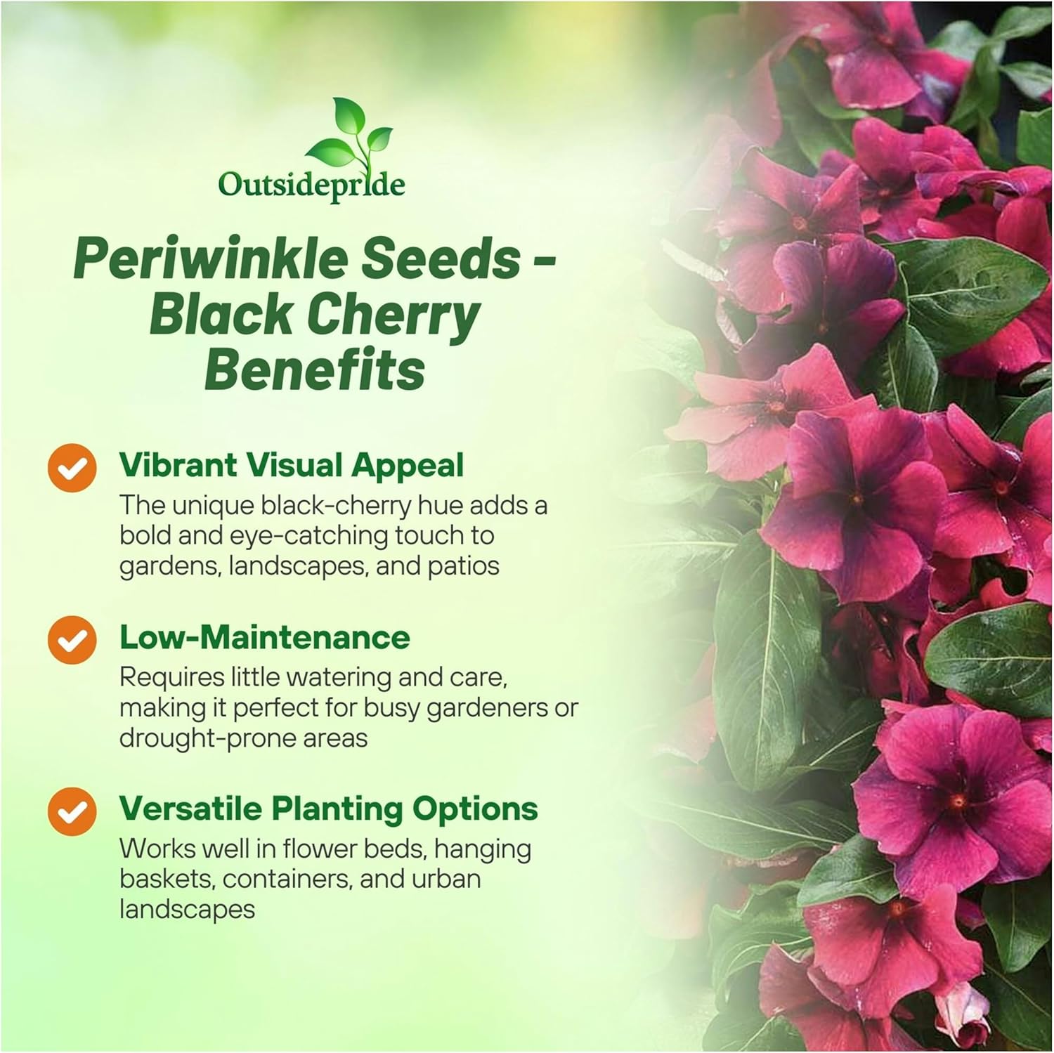 Periwinkle Black Cherry Plants