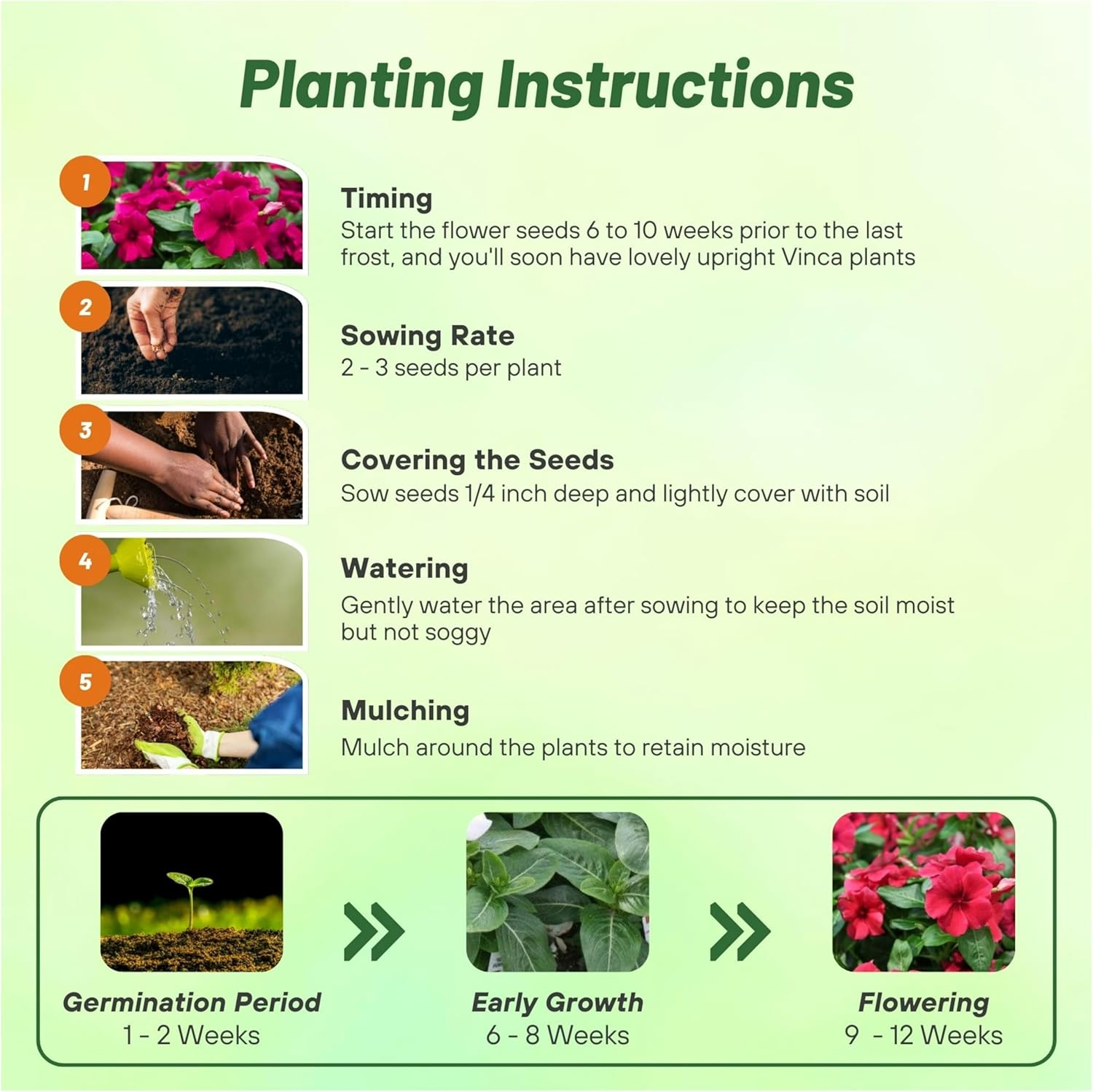 Vinca Black Cherry Planting Directions