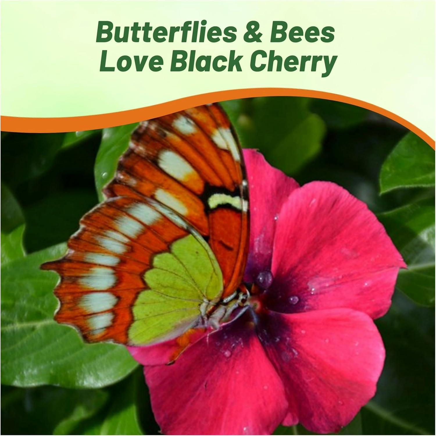 Vinca Black Cherry Seeds