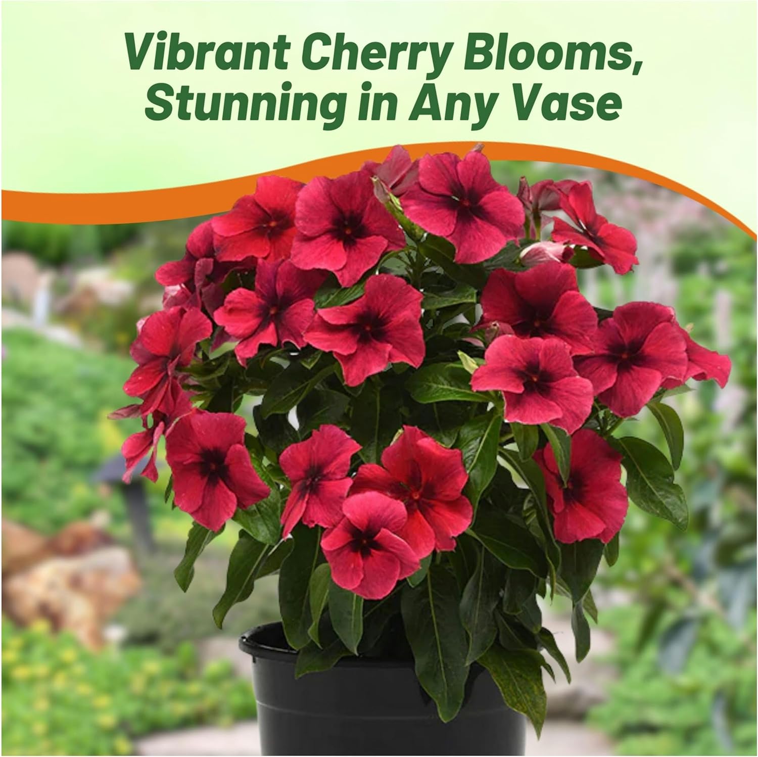 Vinca Black Cherry Ground Cover