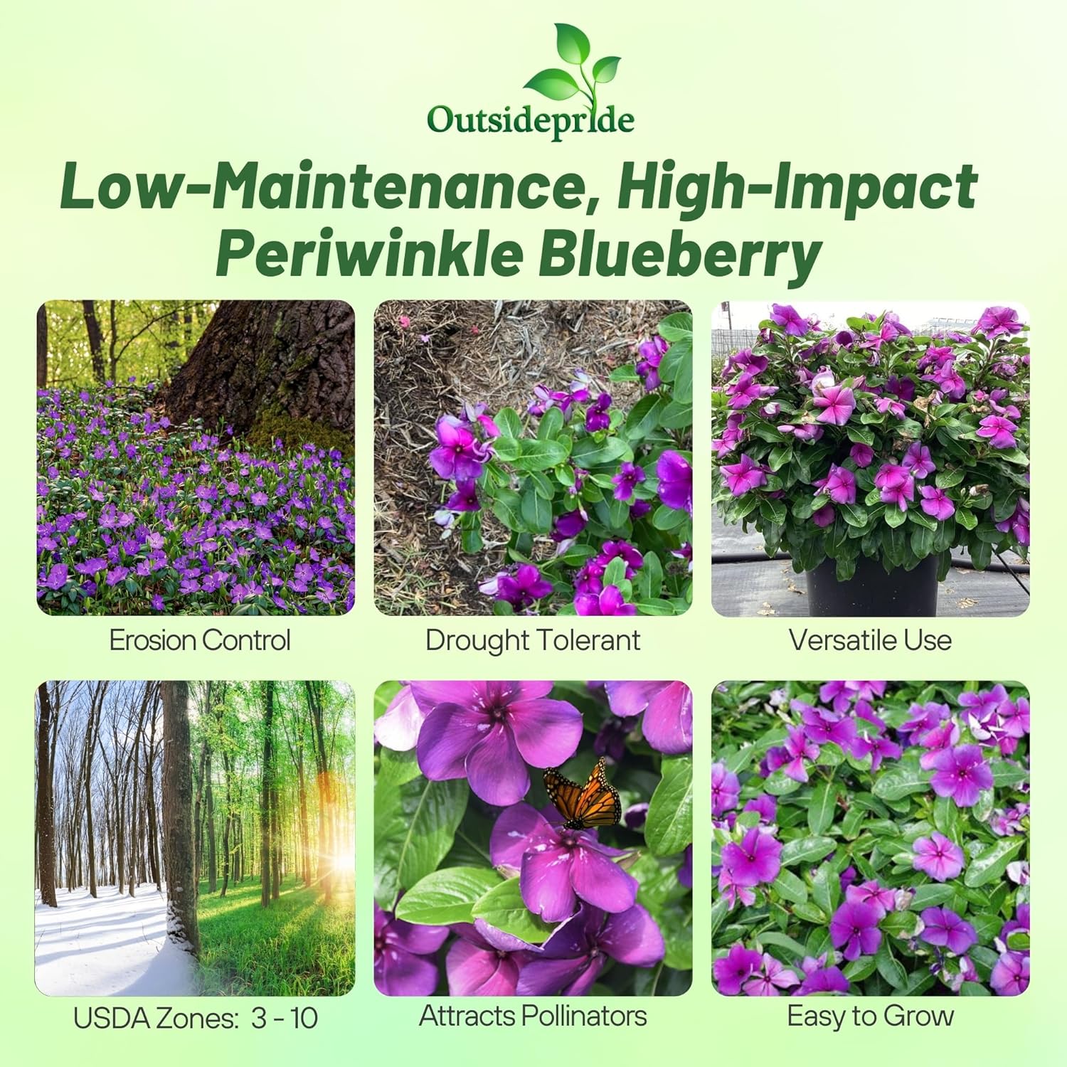 Periwinkle Blueberry Ground Cover