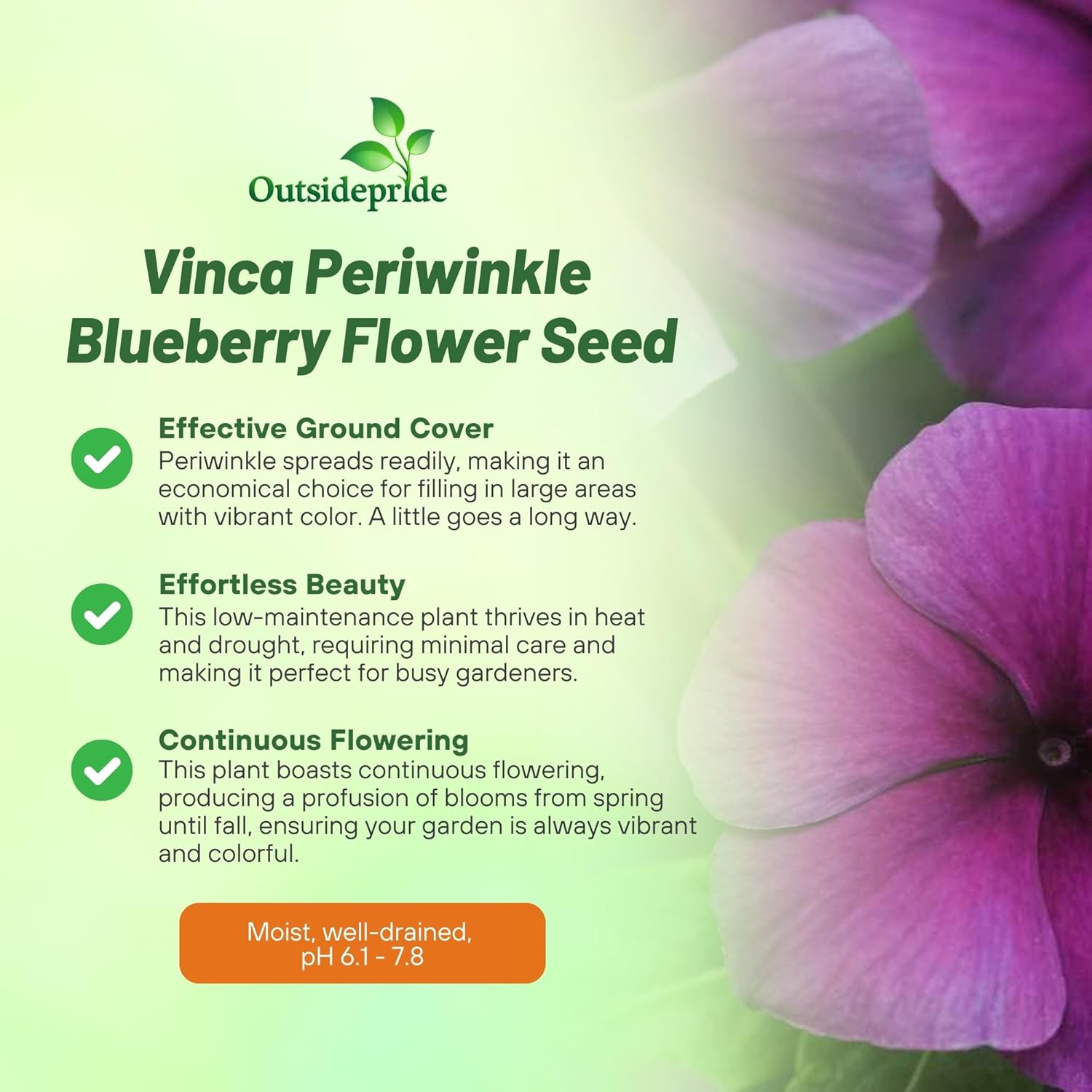Perwinkle Tattoo Blueberry Flowers