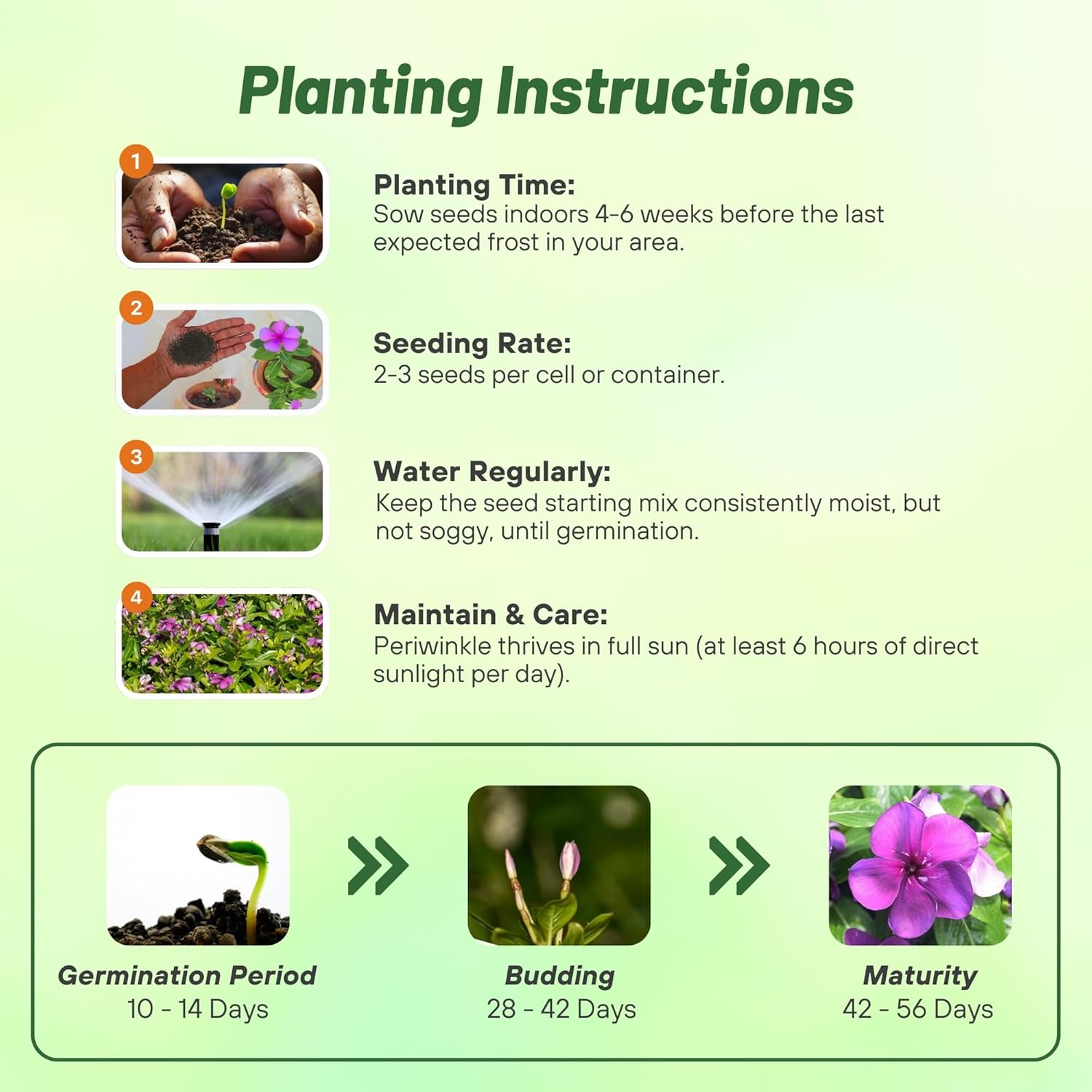 Vinca Tattoo Blueberry Planting Directions