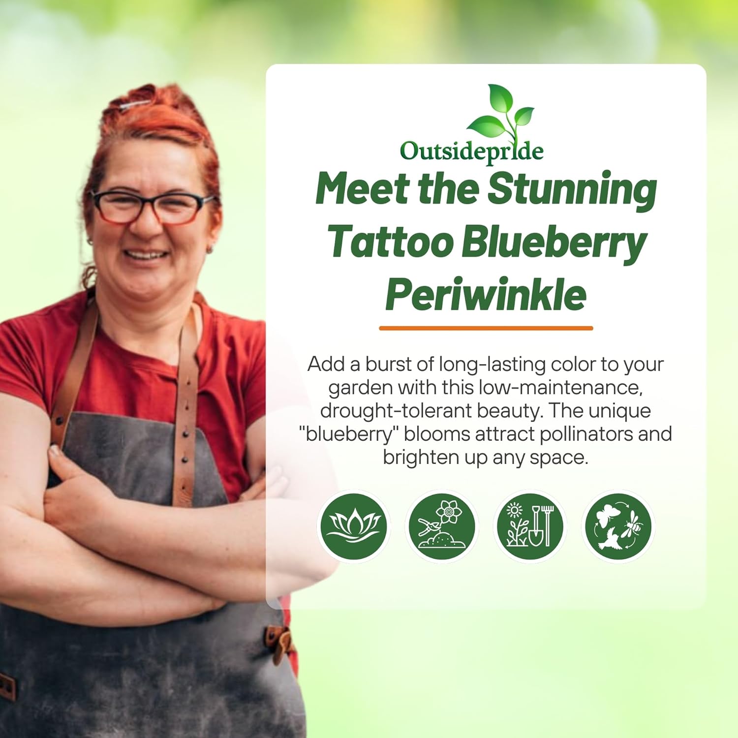 Vinca Tattoo Blueberry Flower Seeds