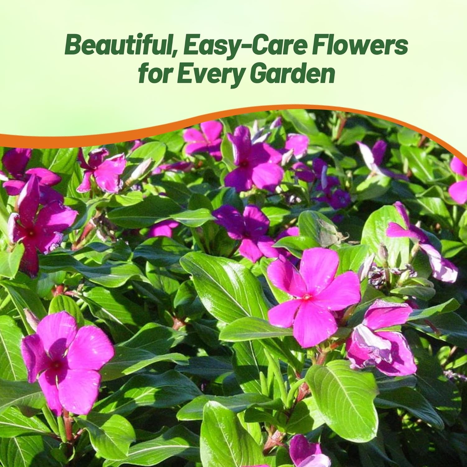 Periwinkle Blueberry Ground Cover Flowers