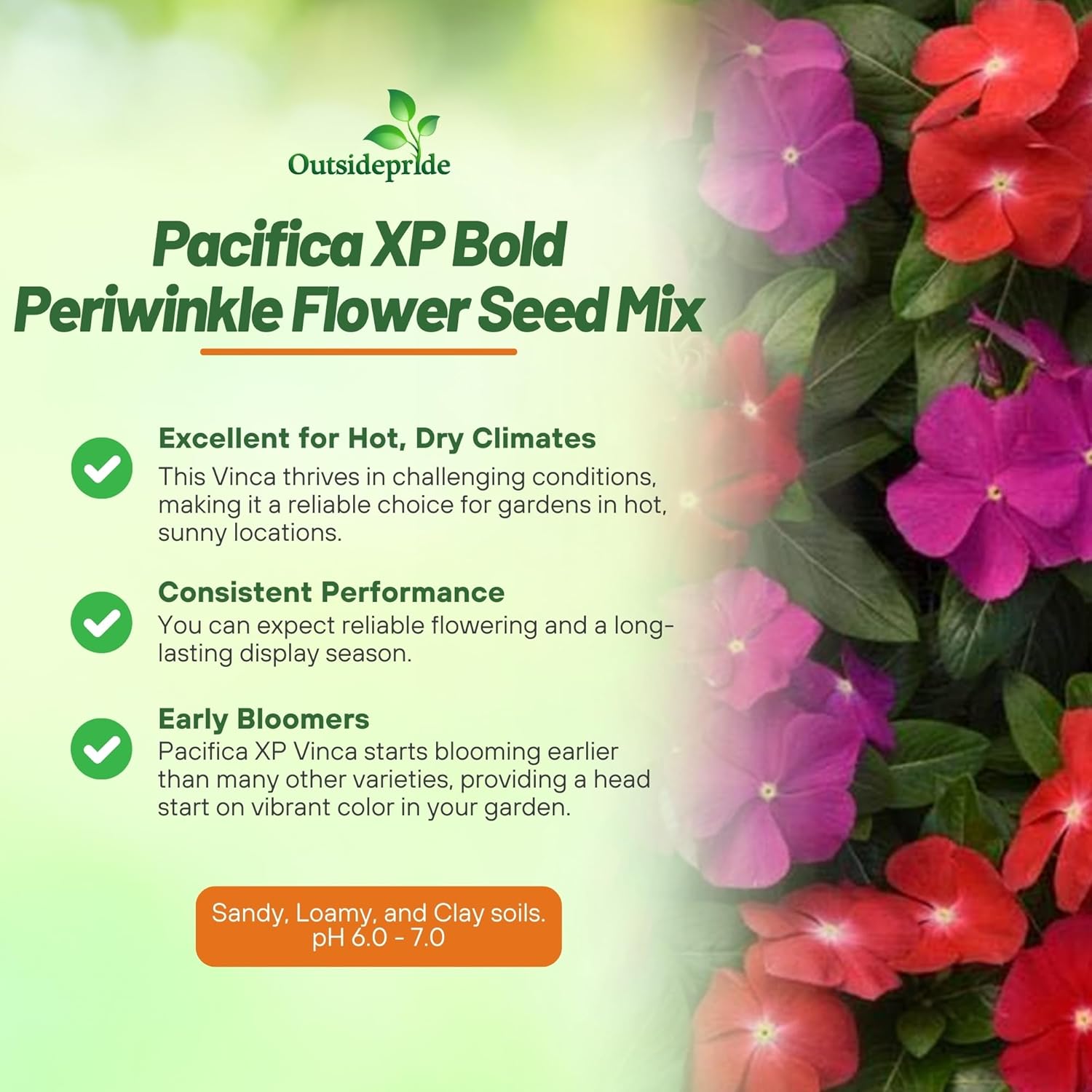 Periwinkle Pacifica XP Mix Bold Flowers