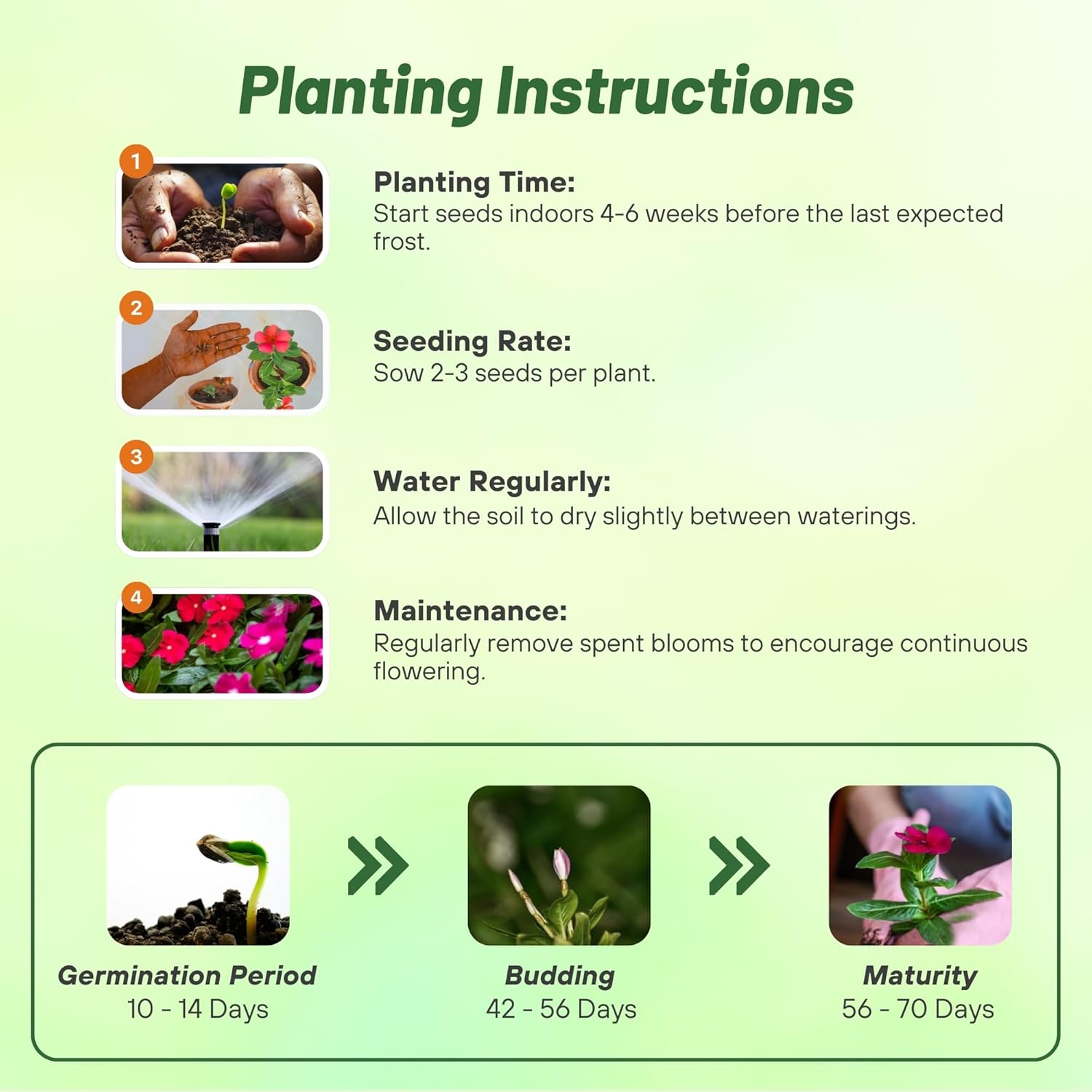 Vinca Pacifica XP Mix Bold Directions