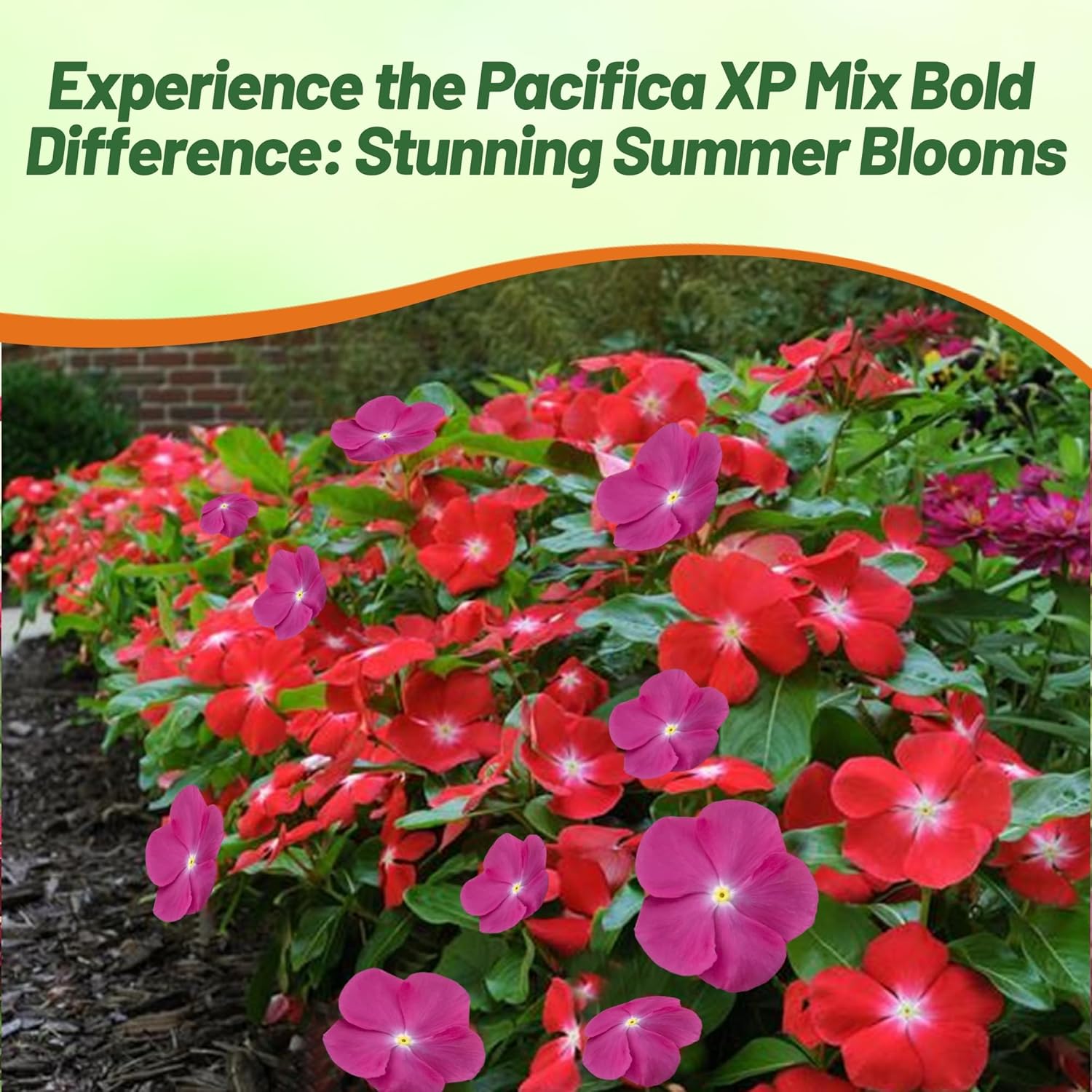Periwinkle XP Mix Bold Ground Cover