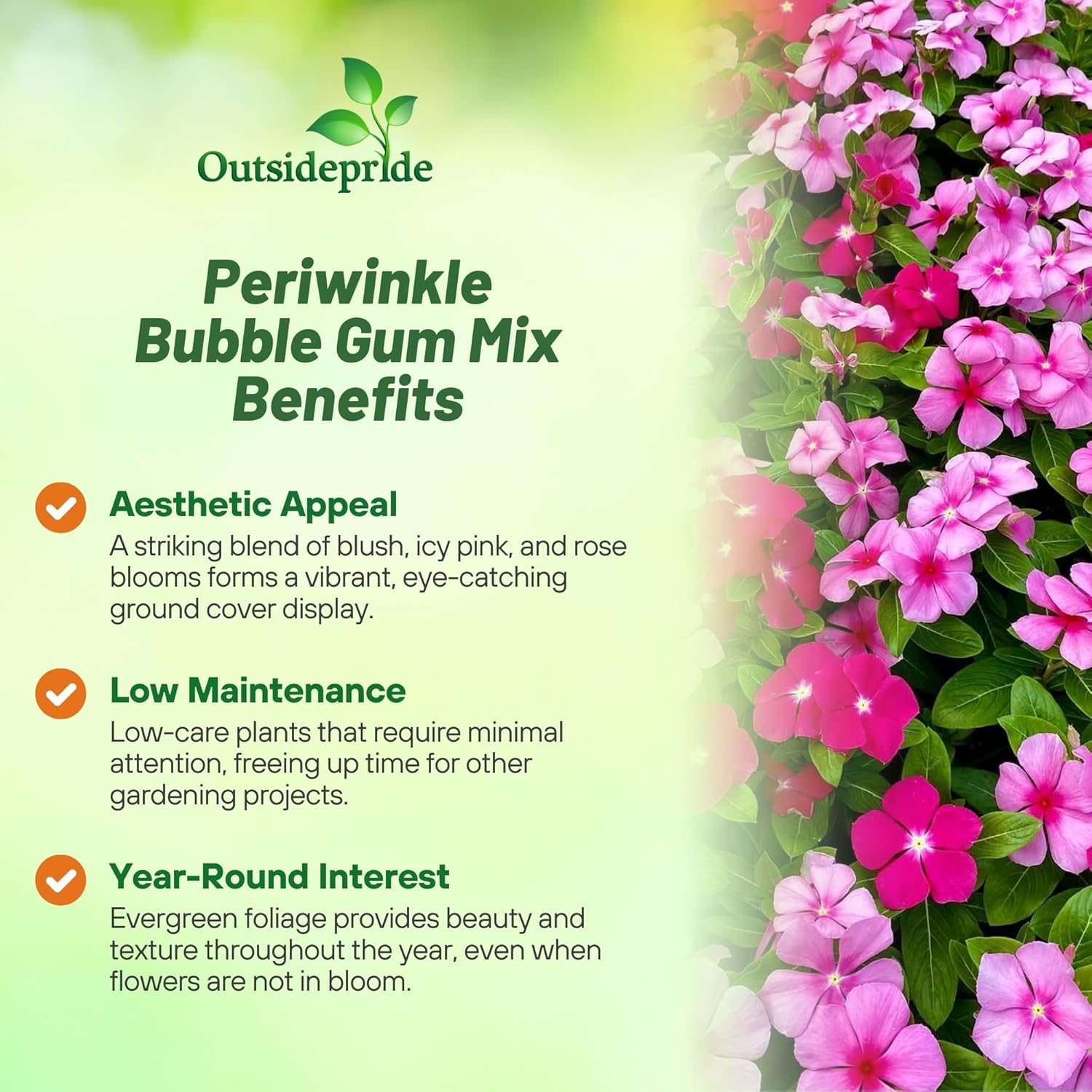Periwinkle Titan Seed Bubble Gum Mix