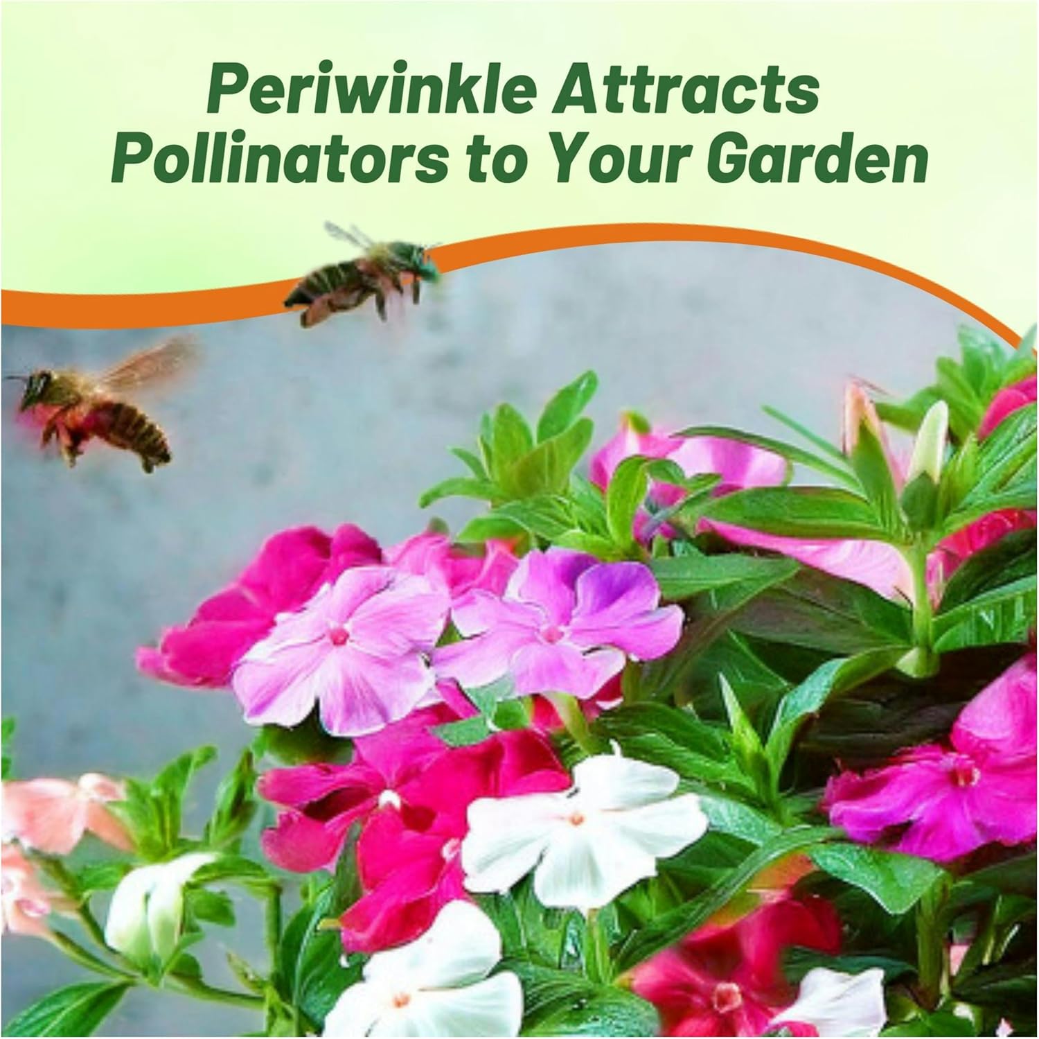 Periwinkle Dwarf Groundcover Flower Bed Seed