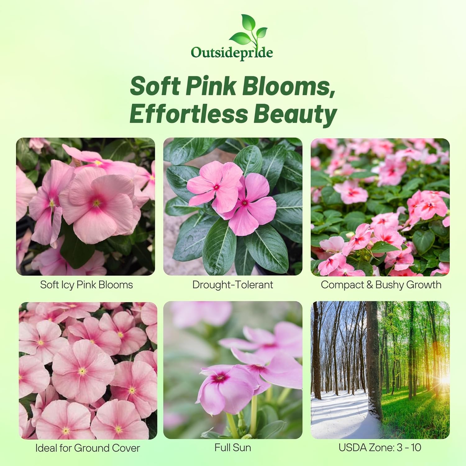 Periwinkle Icy Pink Spreading Groundcover