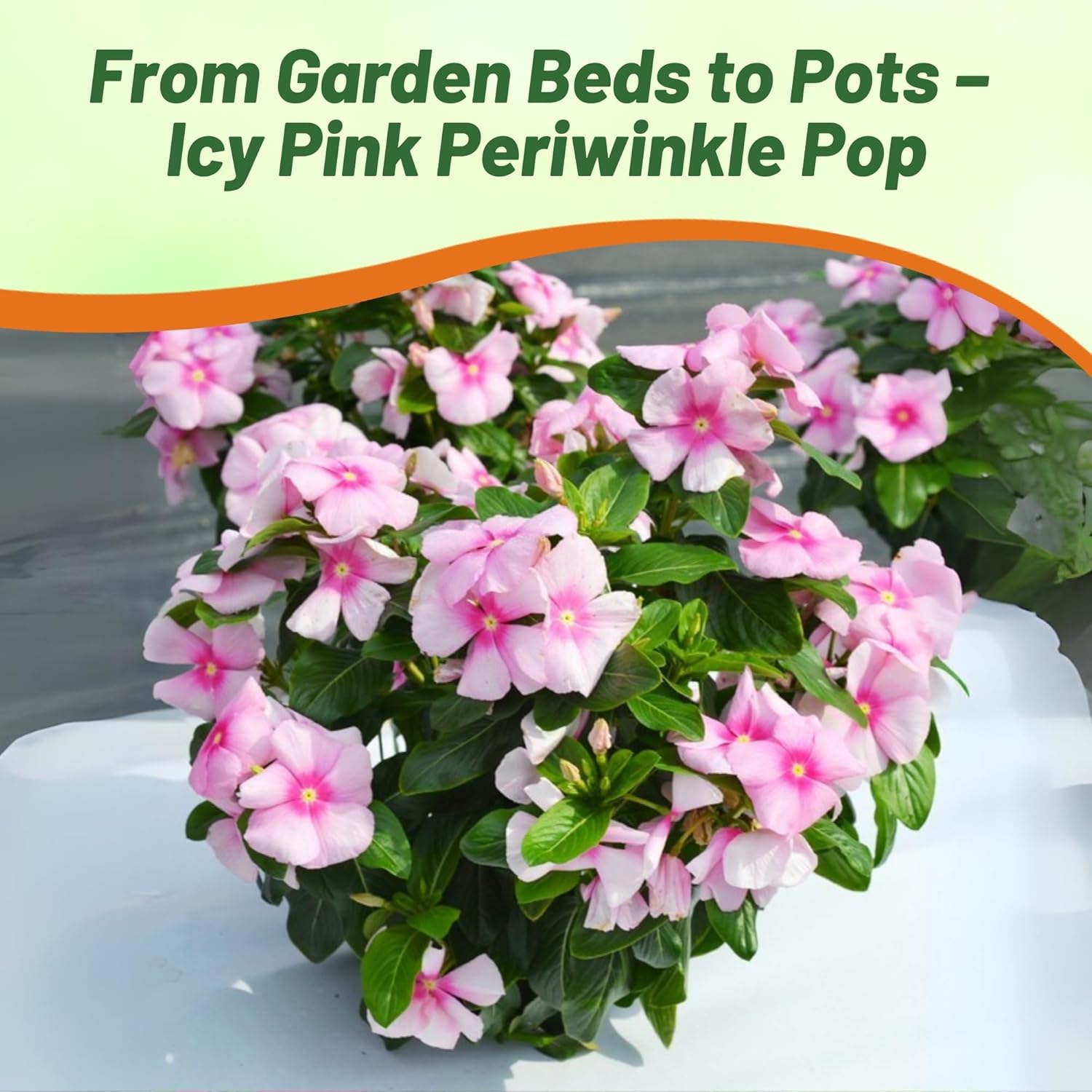 Vinca Vitalia Icy Pink Flower Bed