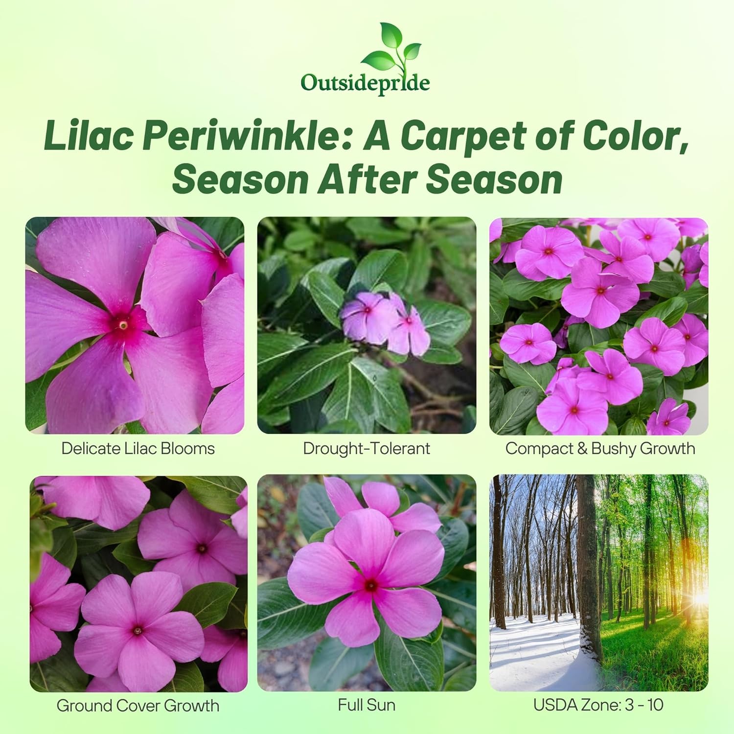 Periwinkle Lilac Ground Cover