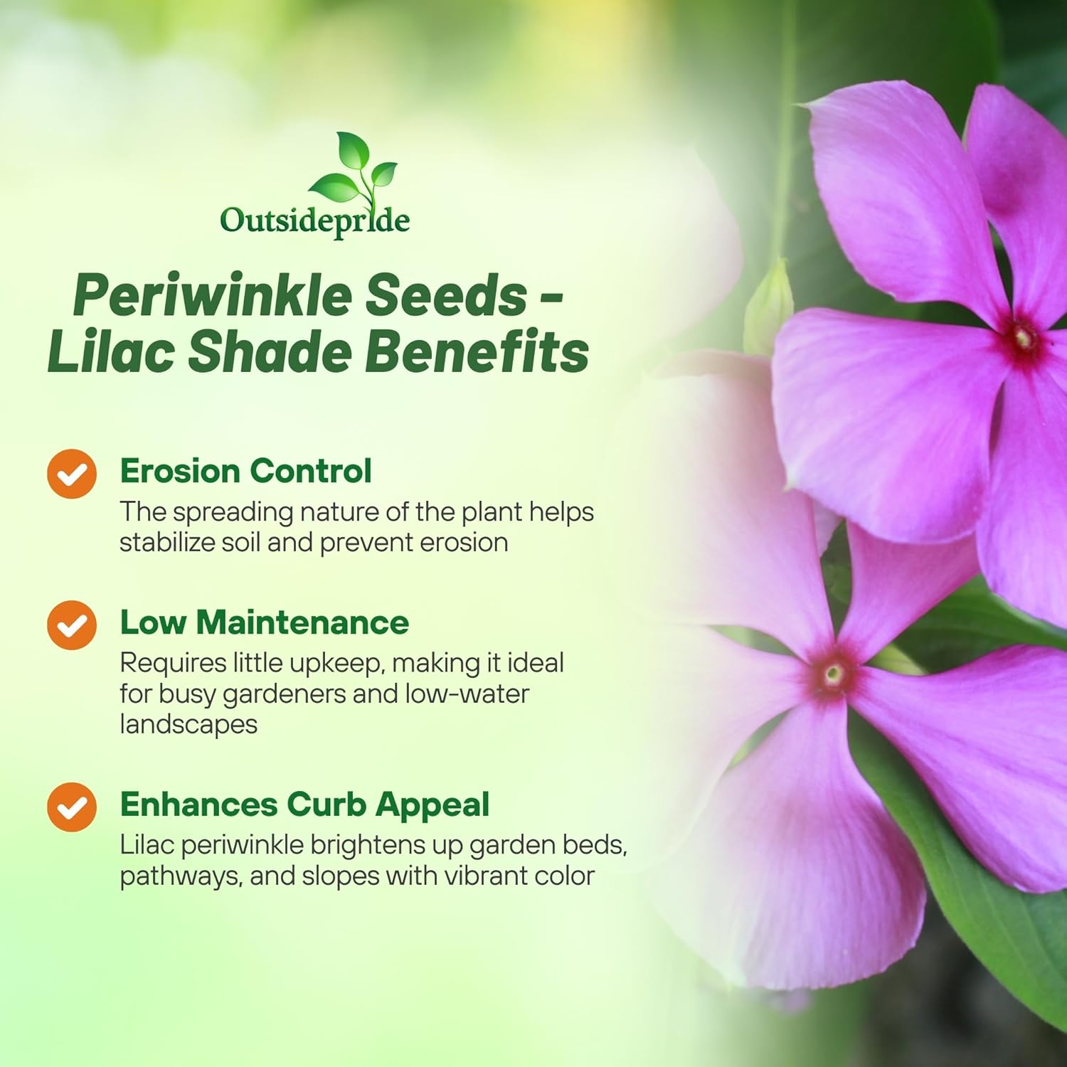 Periwinkle Titan Lilac Ground Cover